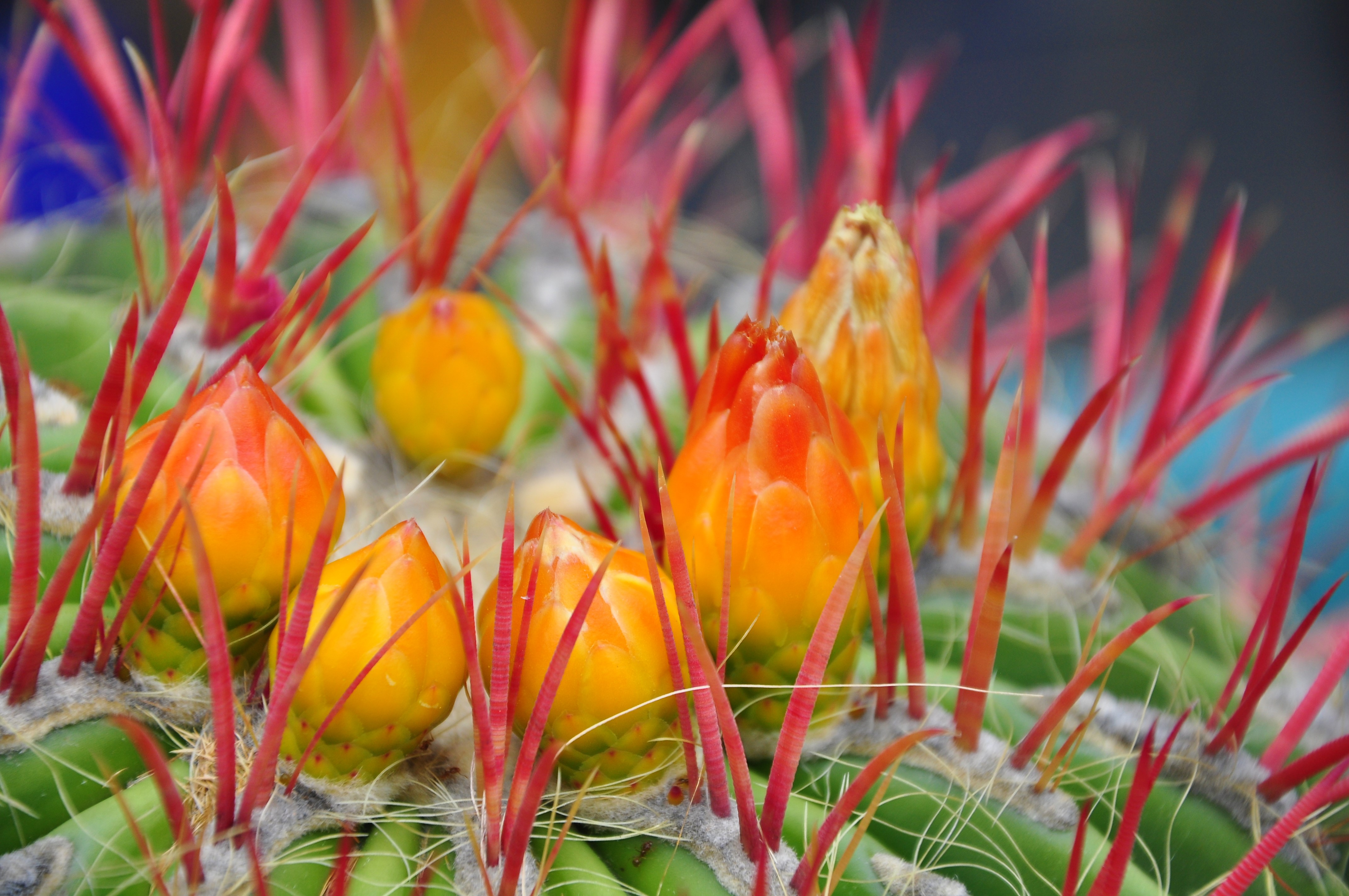 Jardin Majorelle Marrakesh Jardin Majorelle Marrakesh