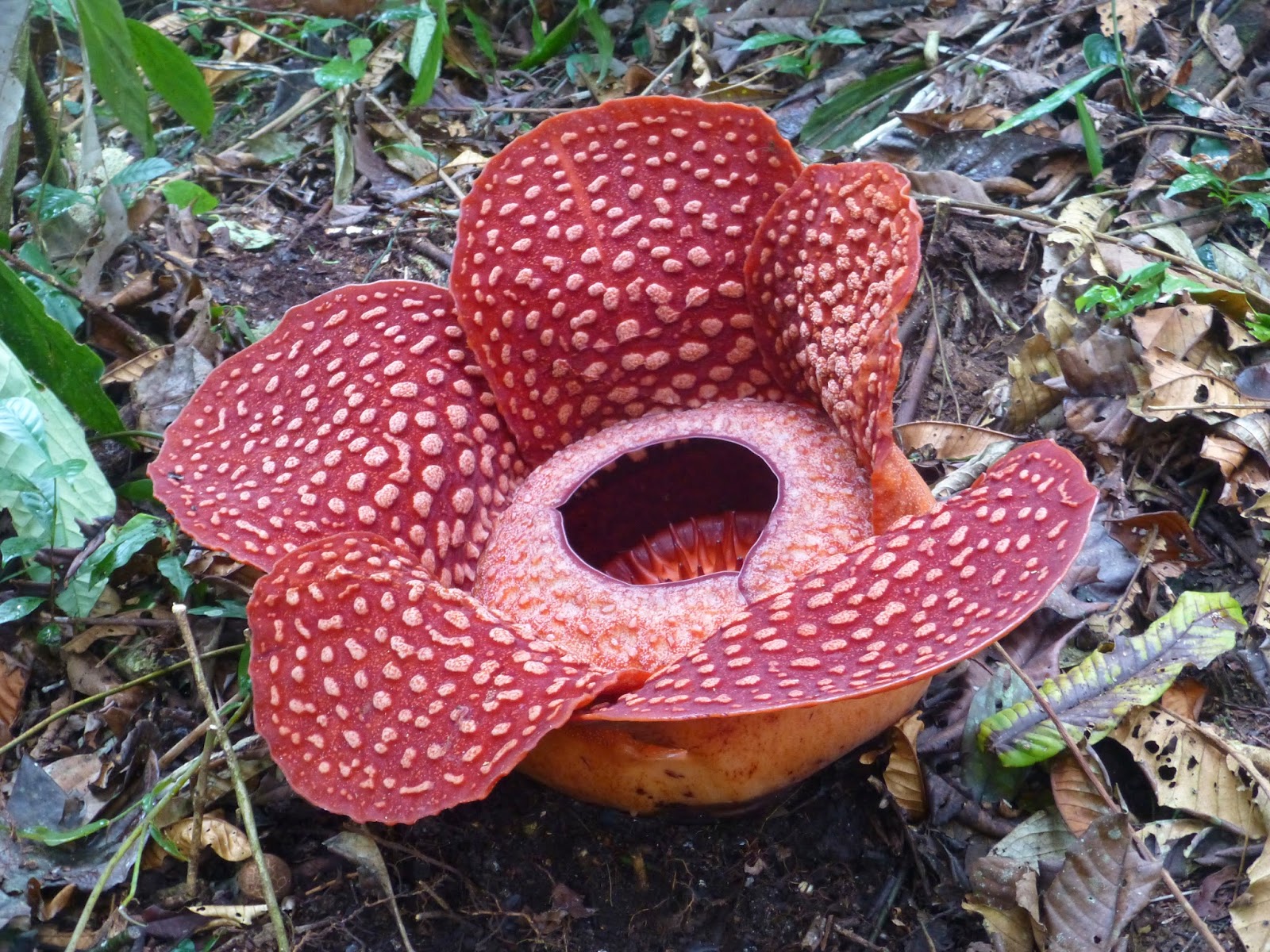 Big flower. Цветок Арнольда раффлезия. Растения Евразии раффлезия. Раффлезия Арнольди Африка. Раффлезия Арнольди ареал.