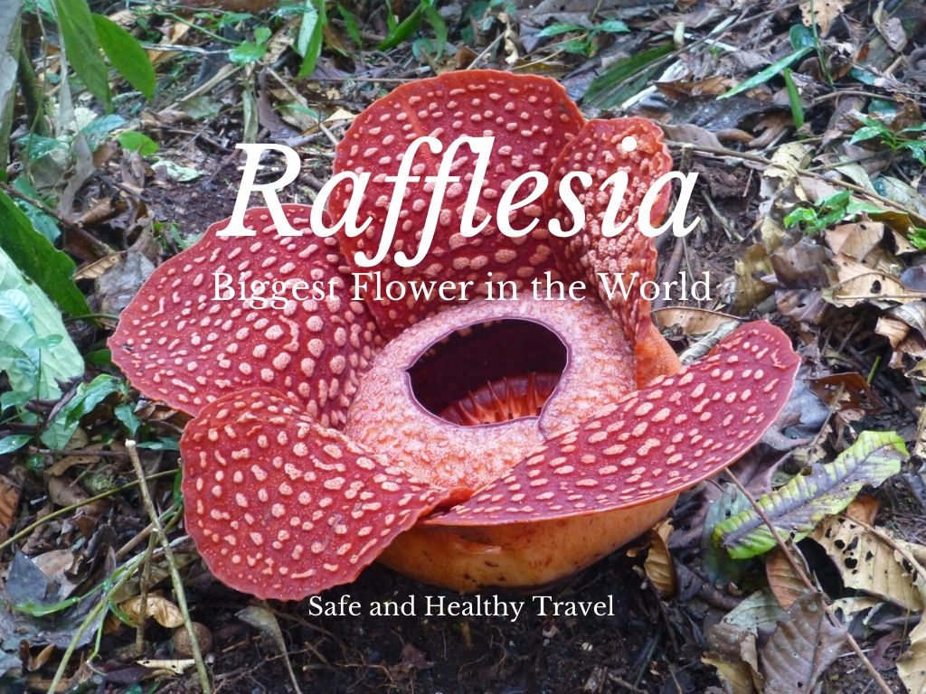 Rafflesia: Biggest Flower in the World - Indonesia / Malaysia - Safe and  Healthy Travel