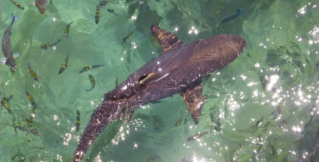 Snorkeling at Pulau Payar - Malaysia
