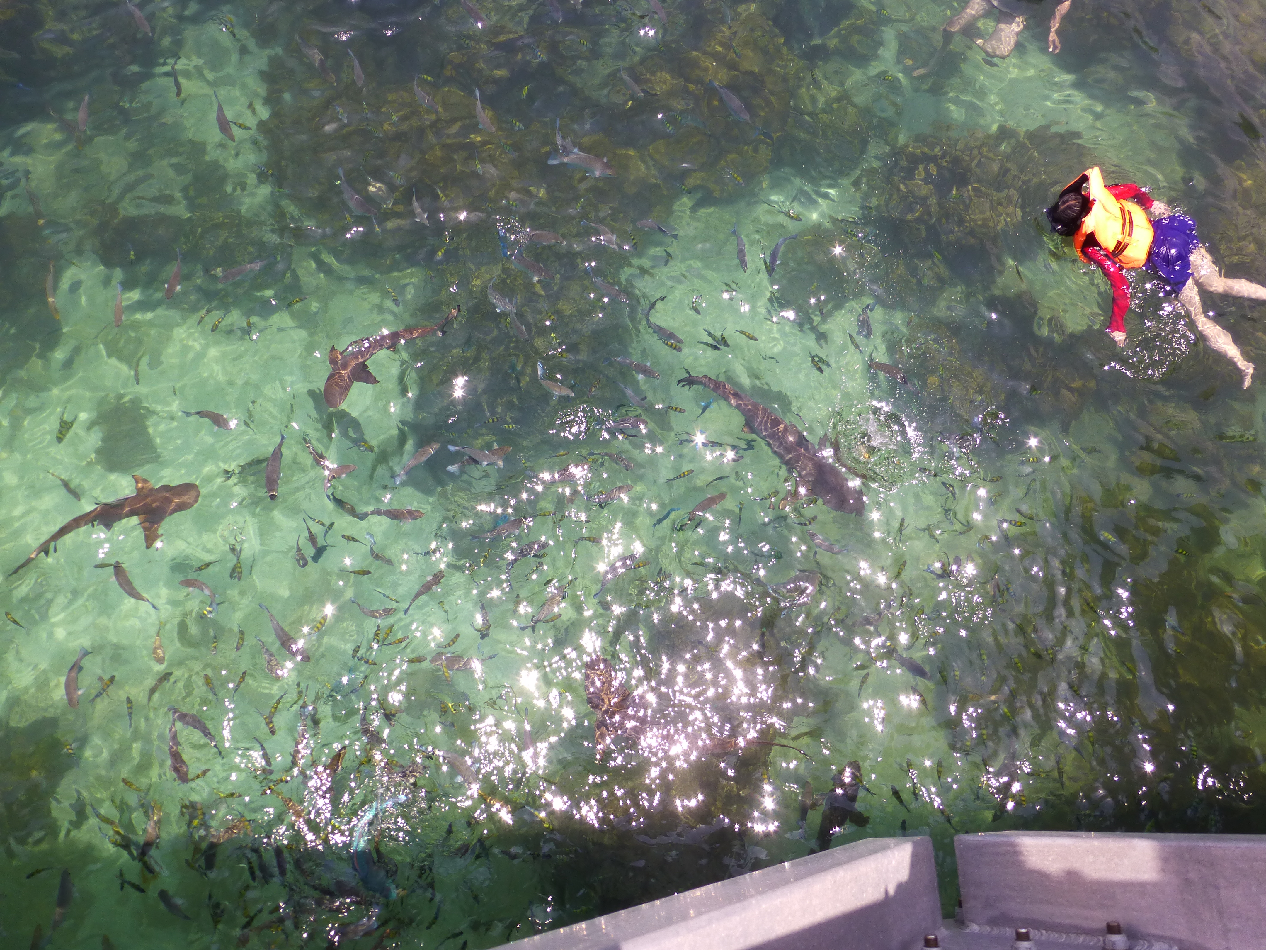 Snorkeling with the Blacktip Reef Shark at Pulau Payar