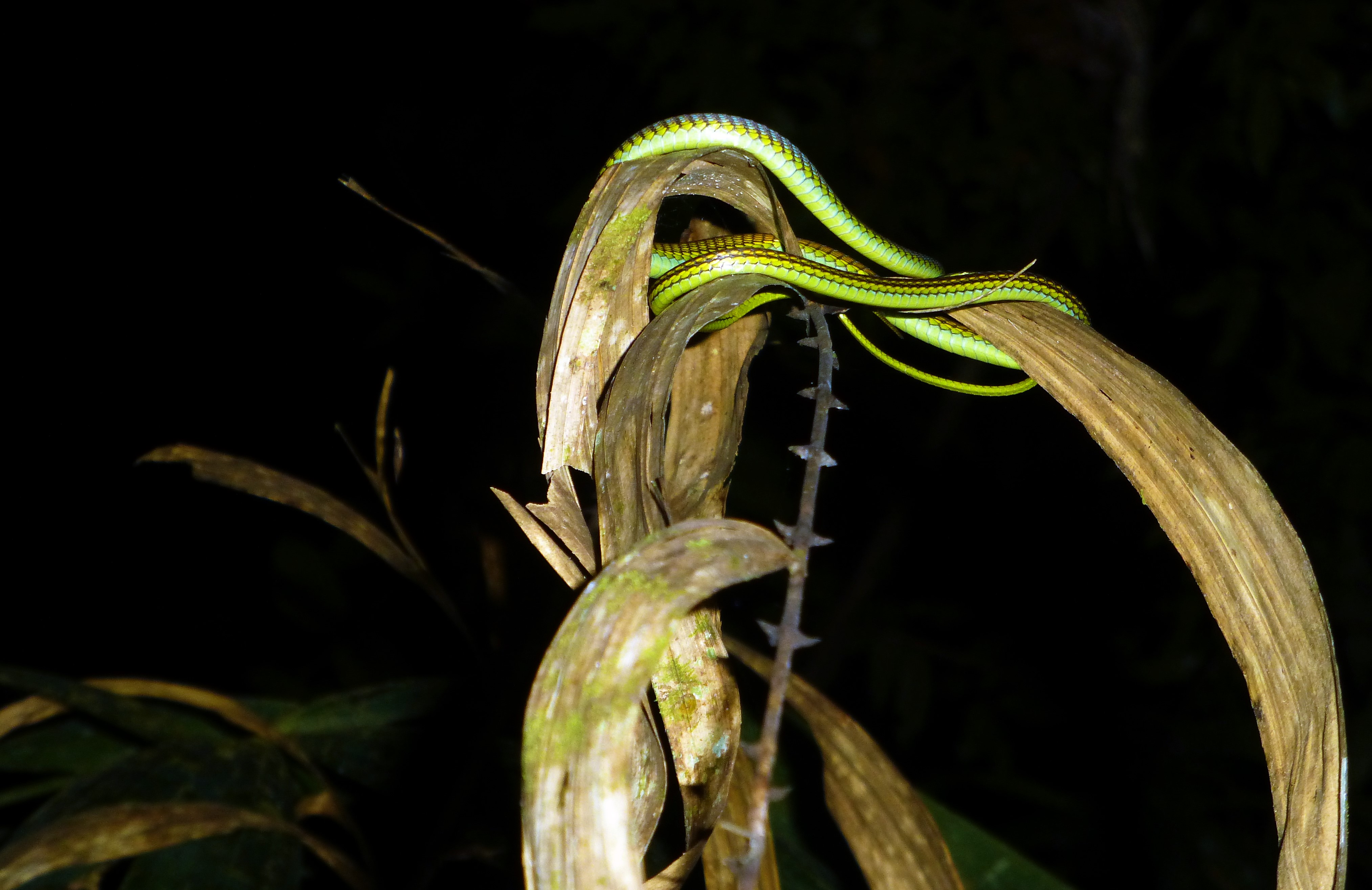 Nightwalk into the Taman Negara Nightwalk into the Taman Negara