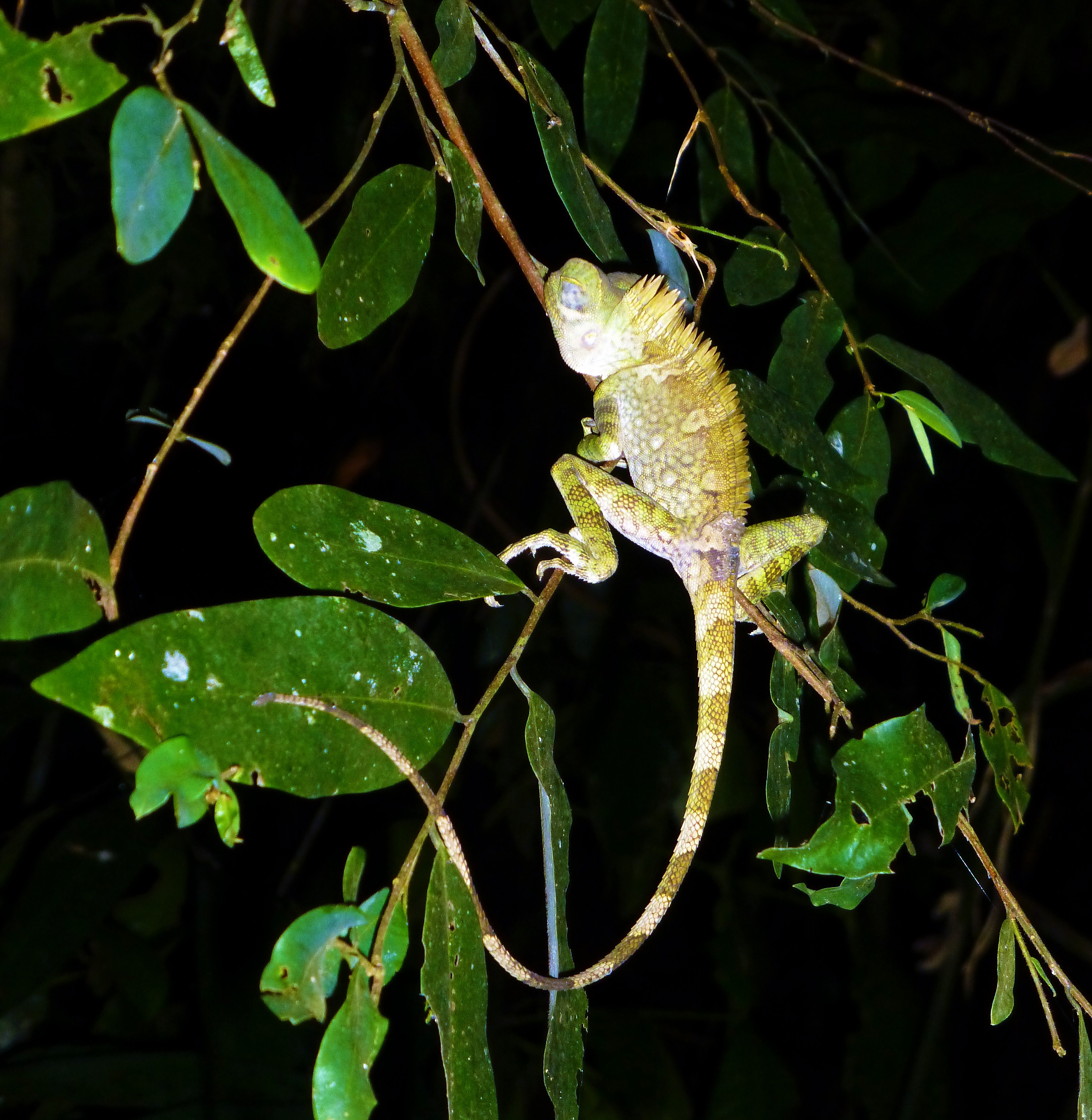 Nightwalk into the Taman Negara Nightwalk into the Taman Negara