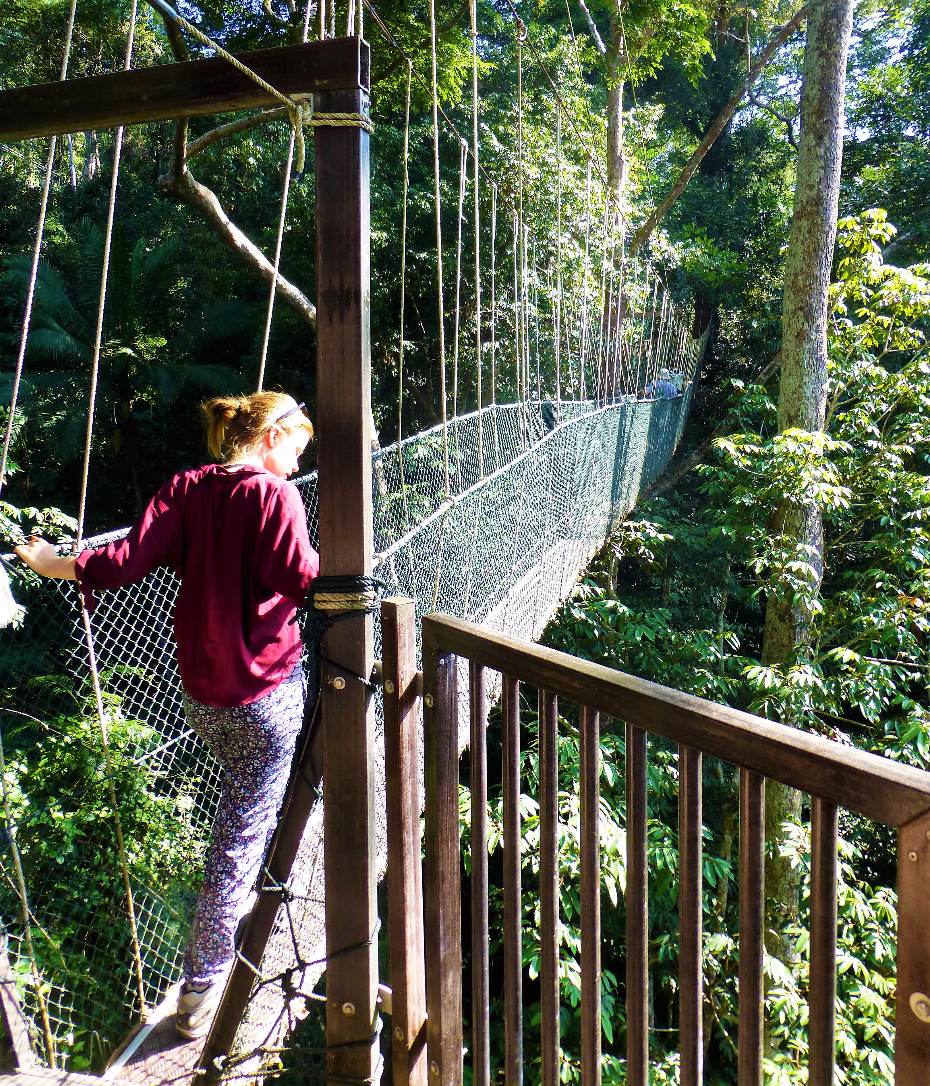 Walking the Canopy