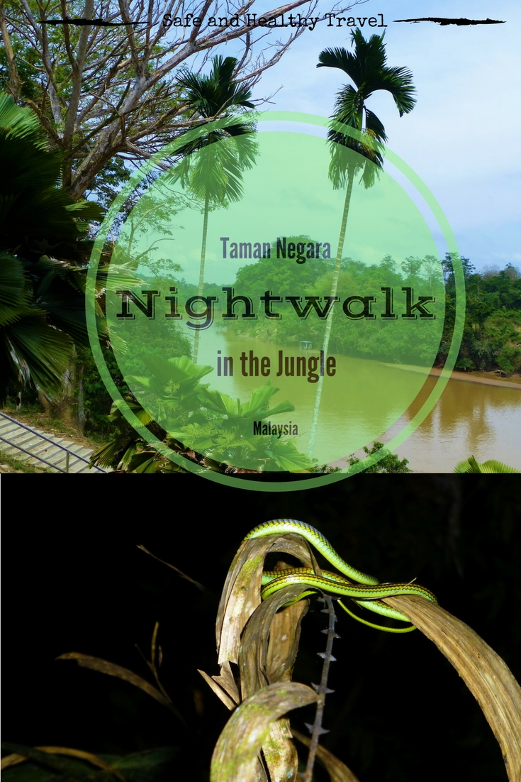 Nightwalk into the Taman Negara Nightwalk into the Taman Negara