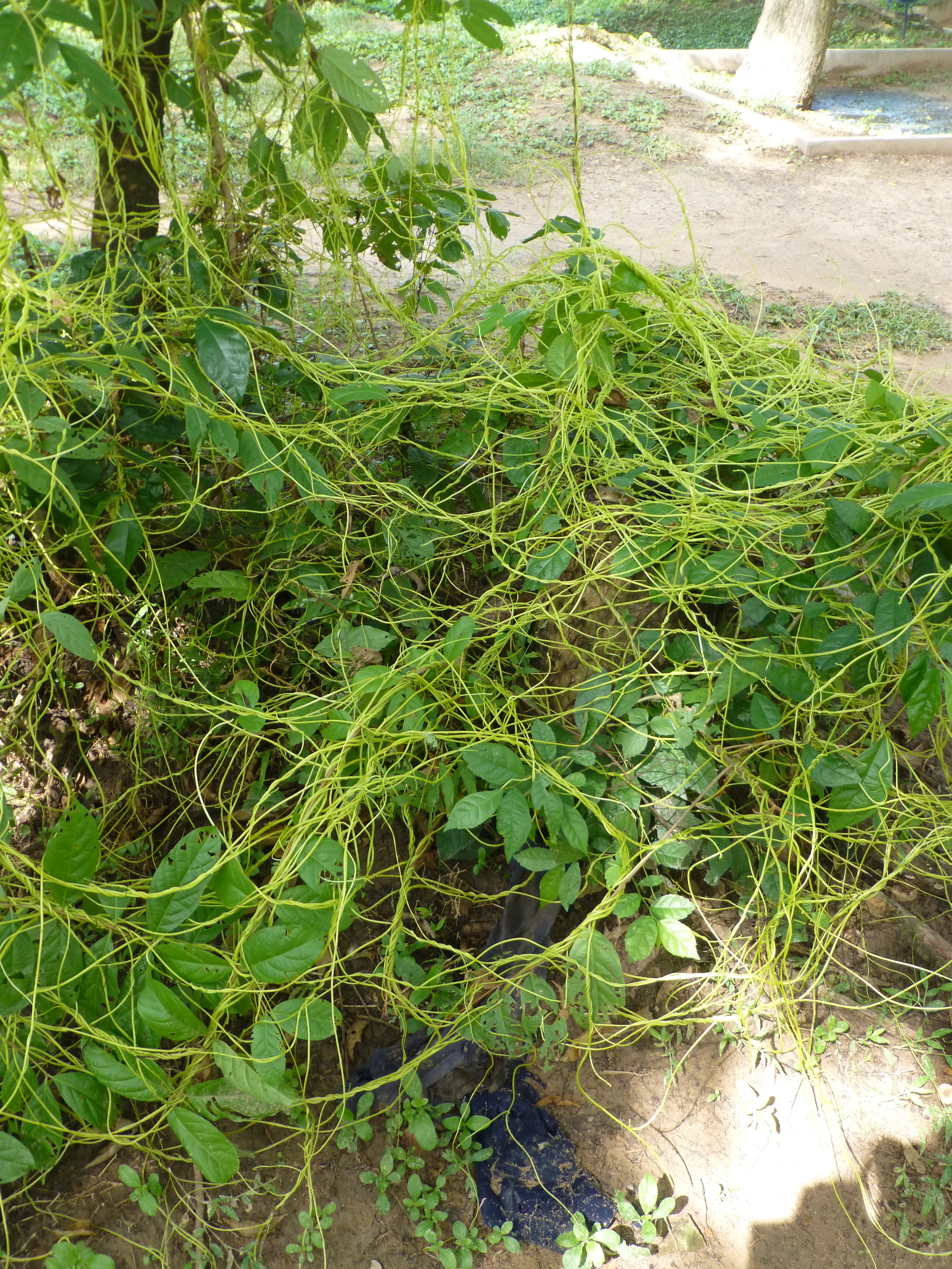 The Horrors of the Khmer Rouge. Phnom Penh - Cambodia The Horrors of the Khmer Rouge. Phnom Penh - Cambodia