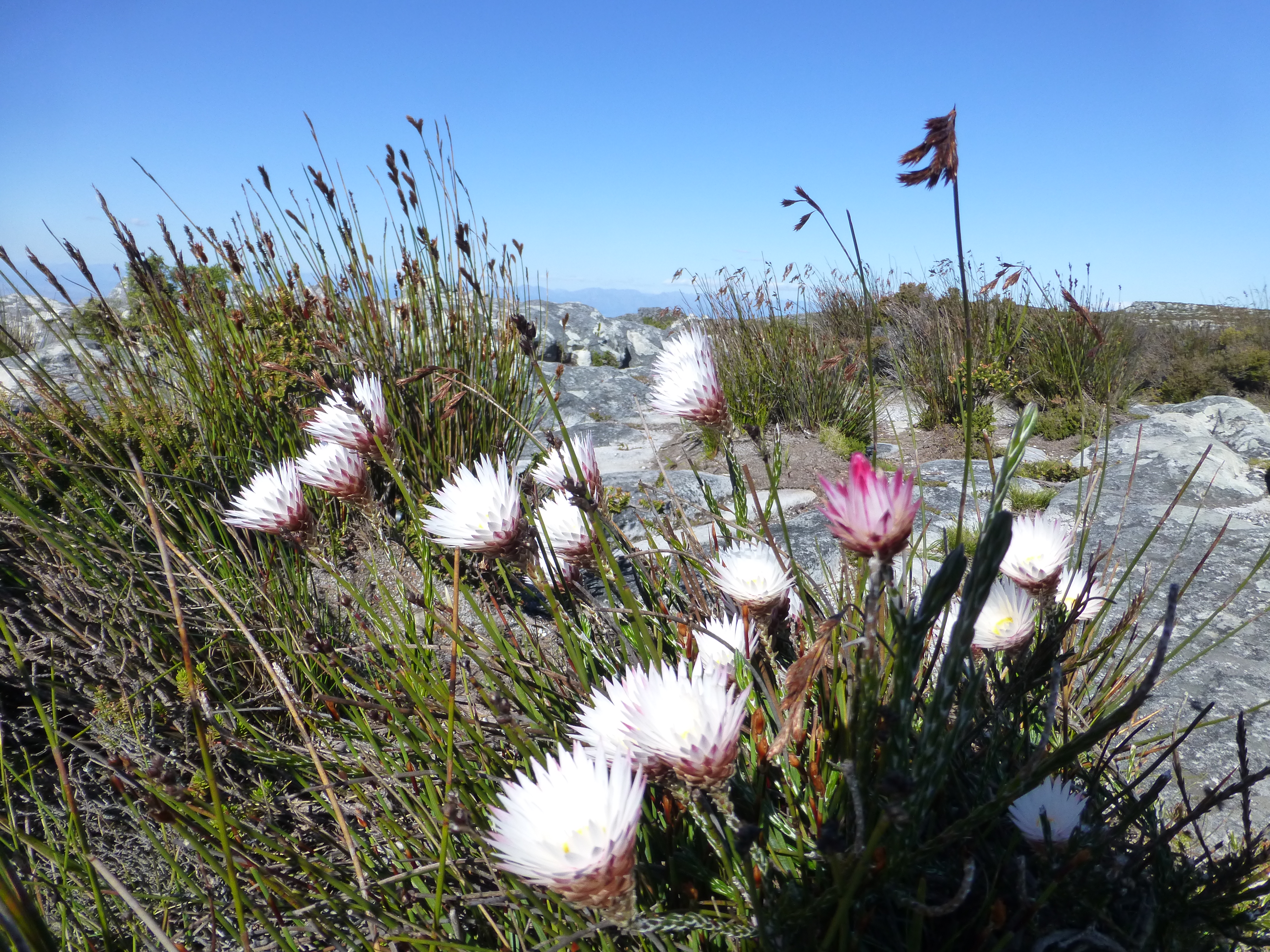 Going Up Table Mountain, Cape Town - South Africa Going Up Table Mountain, Cape Town - South Africa