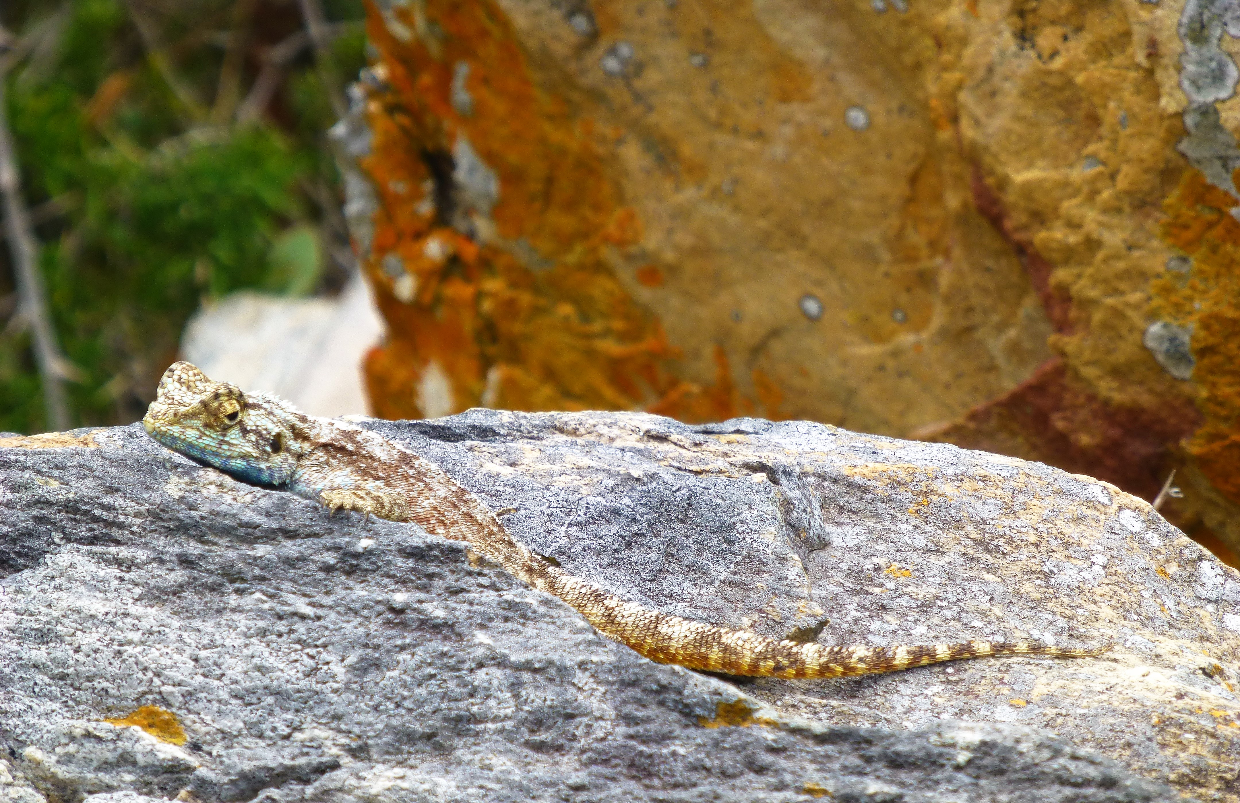 The Famous Knysna Heads, Featherbed Nature Reserve - South Africa