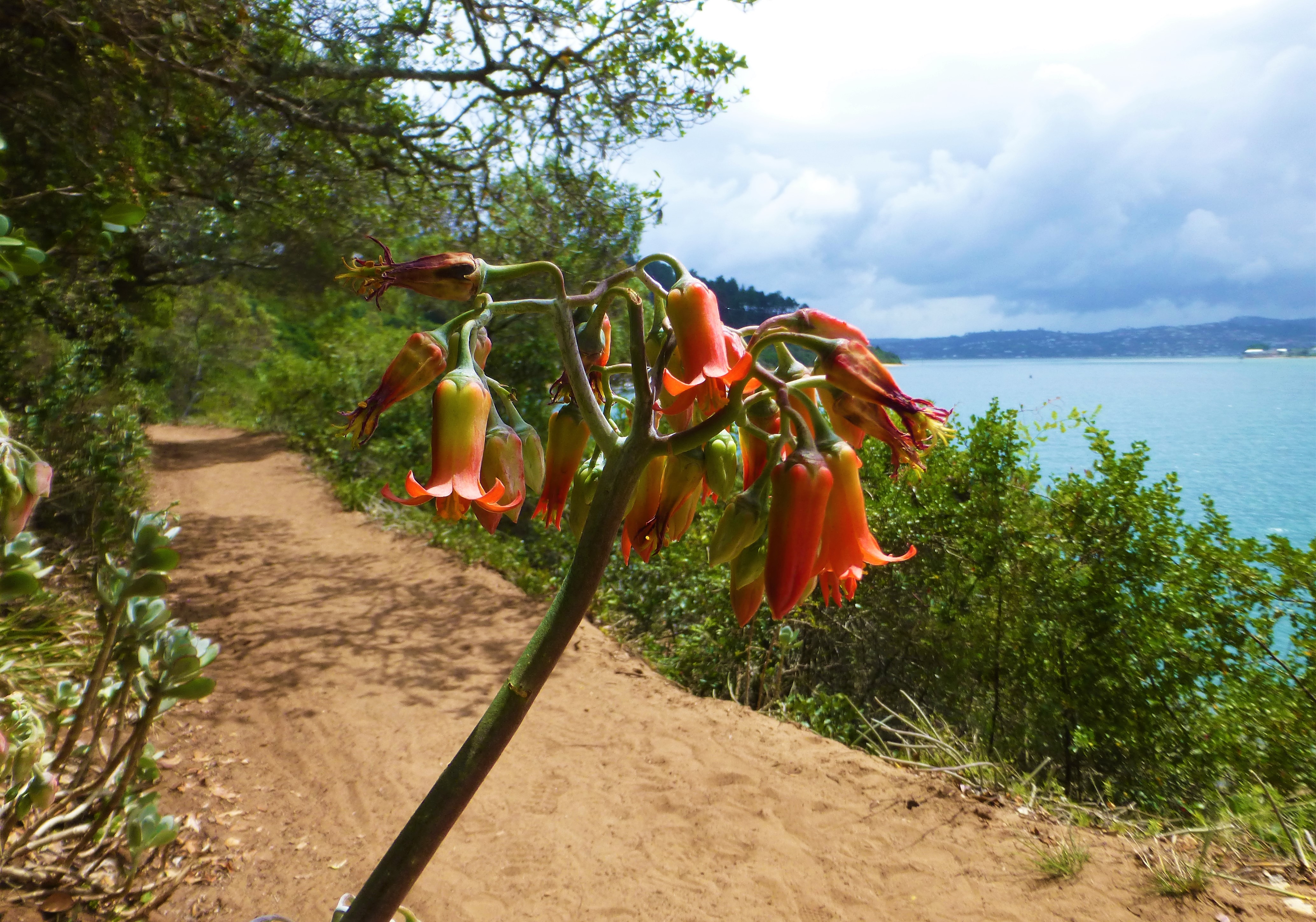The Famous Knysna Heads, Featherbed Nature Reserve - South Africa