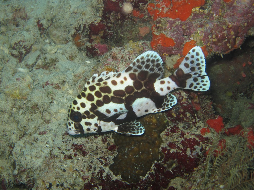 Open Water Duikbrevet, Koh Tao - Thailand