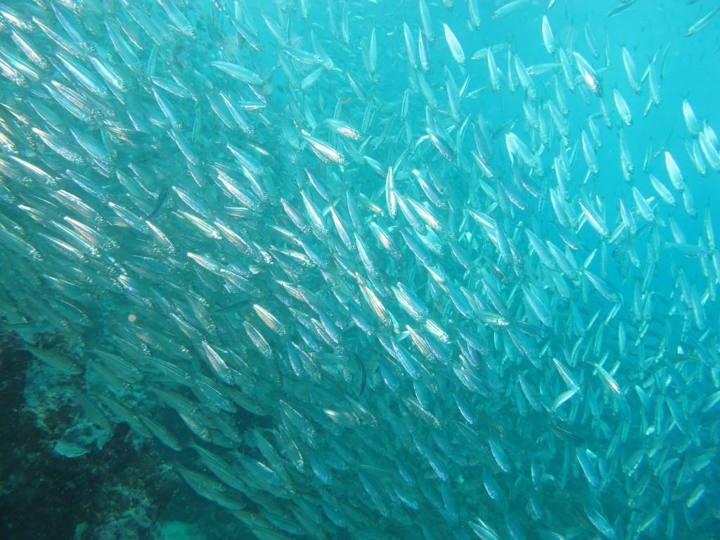 Duikbrevet halen, Koh Tao - Thailand