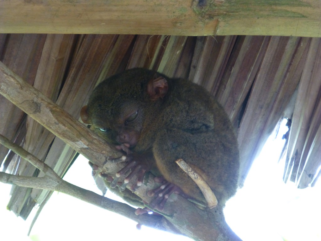 Daytrip on Bohol - Philippines - Tarsier 