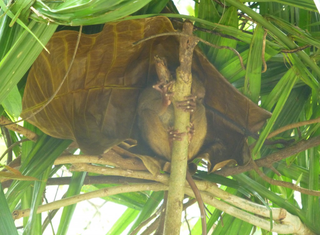 Daytrip on Bohol - Philippines - Tarsier 