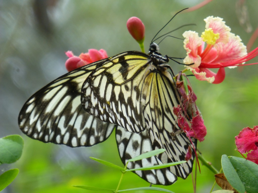 Butterfly Farm Bohol - Philippines