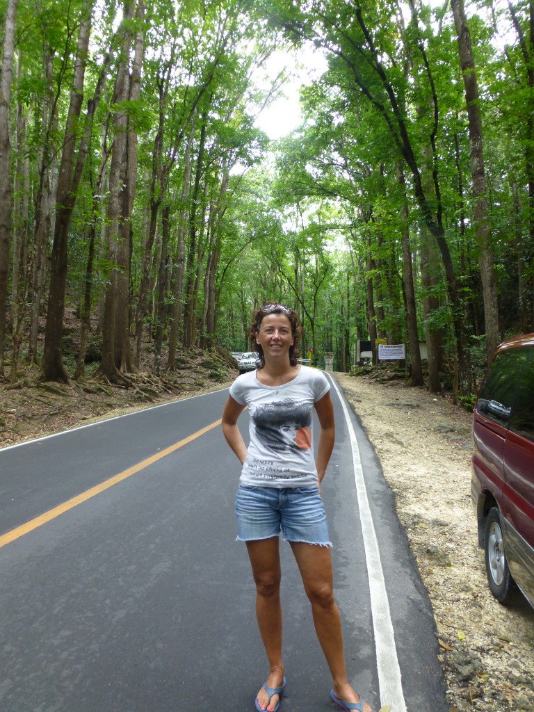 Bohol - Philippines Man made Forest