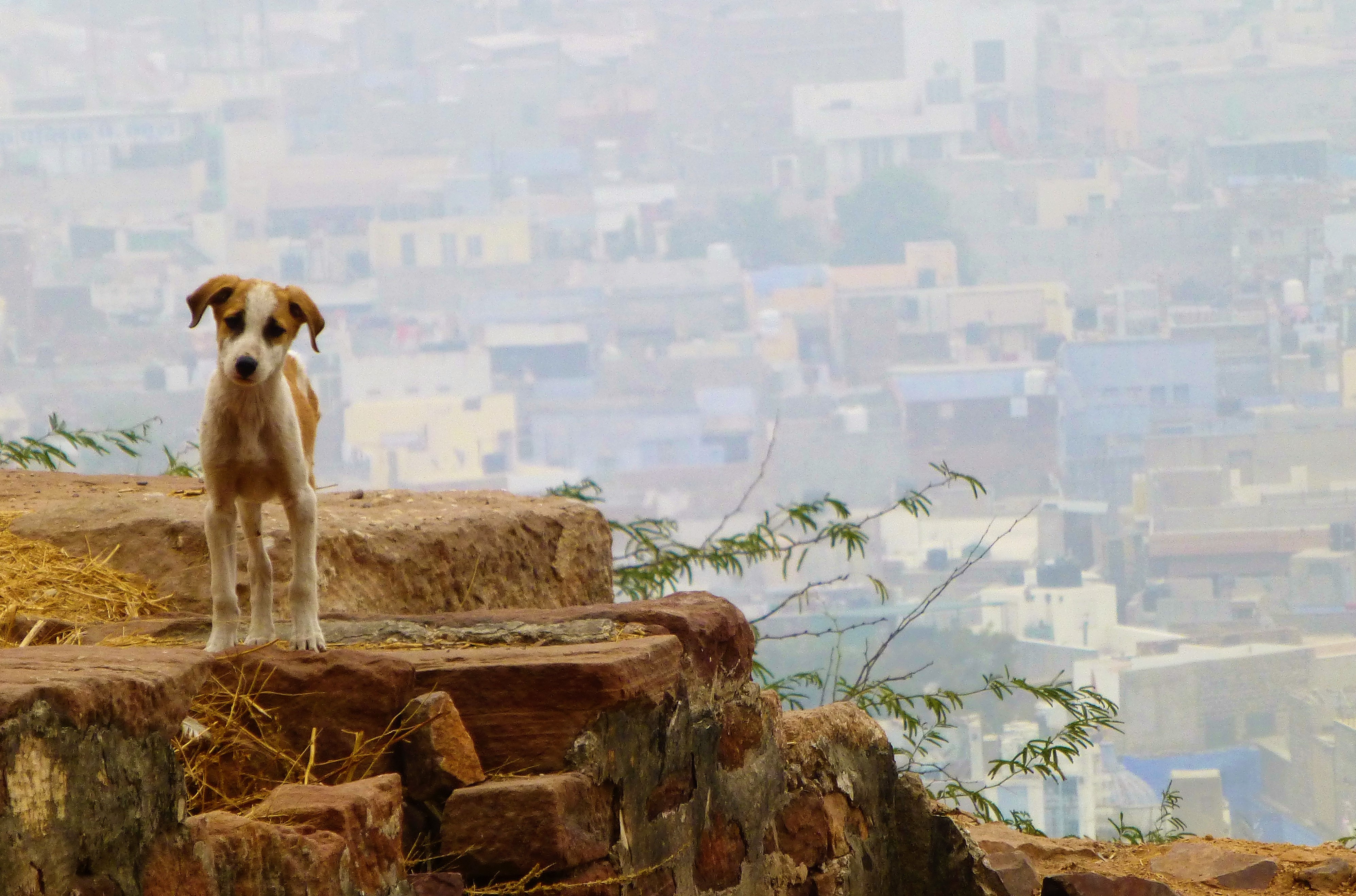 Jodhpur, the Blue city in Rajasthan - India Jodhpur, the Blue city in Rajasthan - India