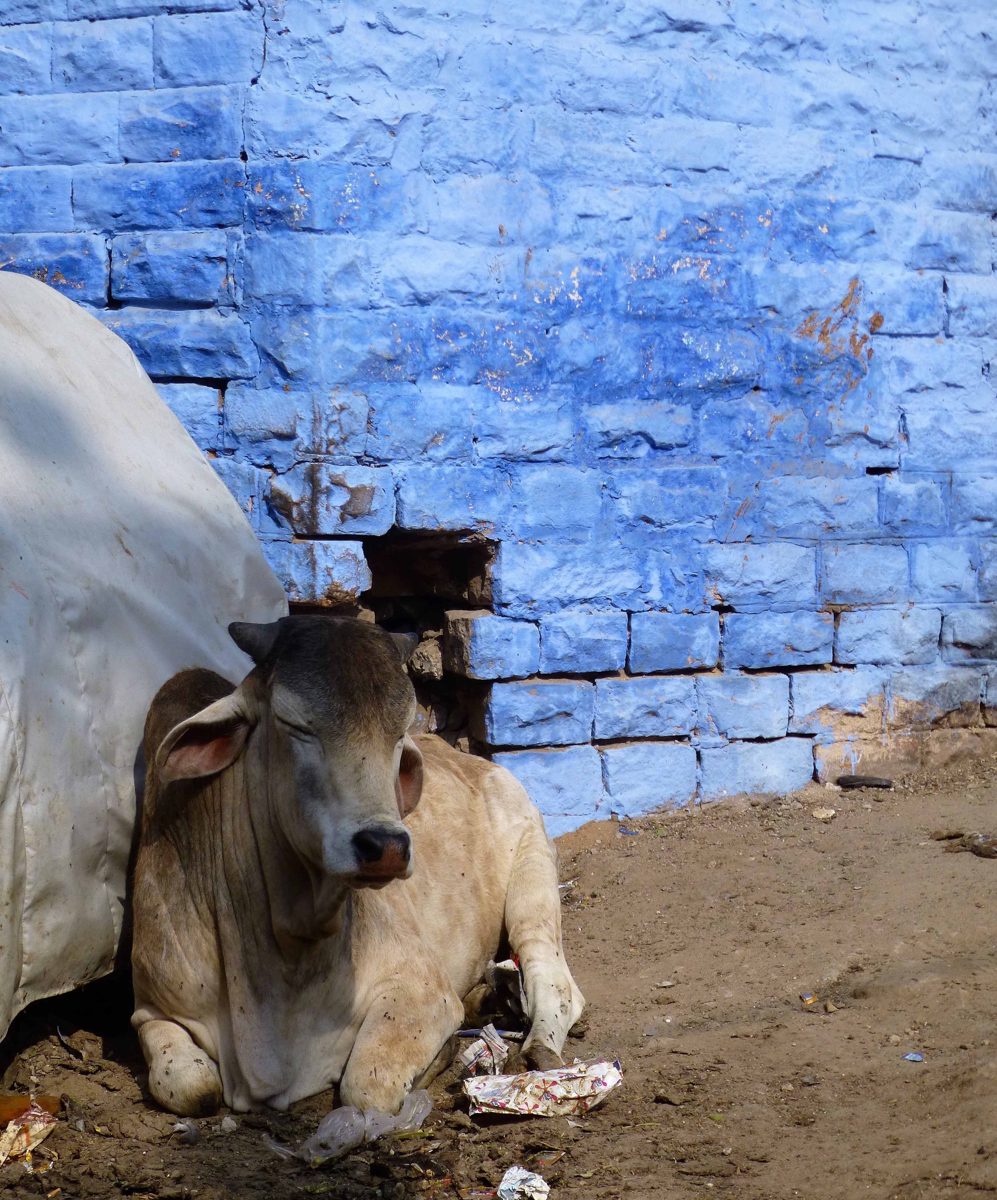 Jodhpur, the Blue city in Rajasthan - India Jodhpur, the Blue city in Rajasthan - India