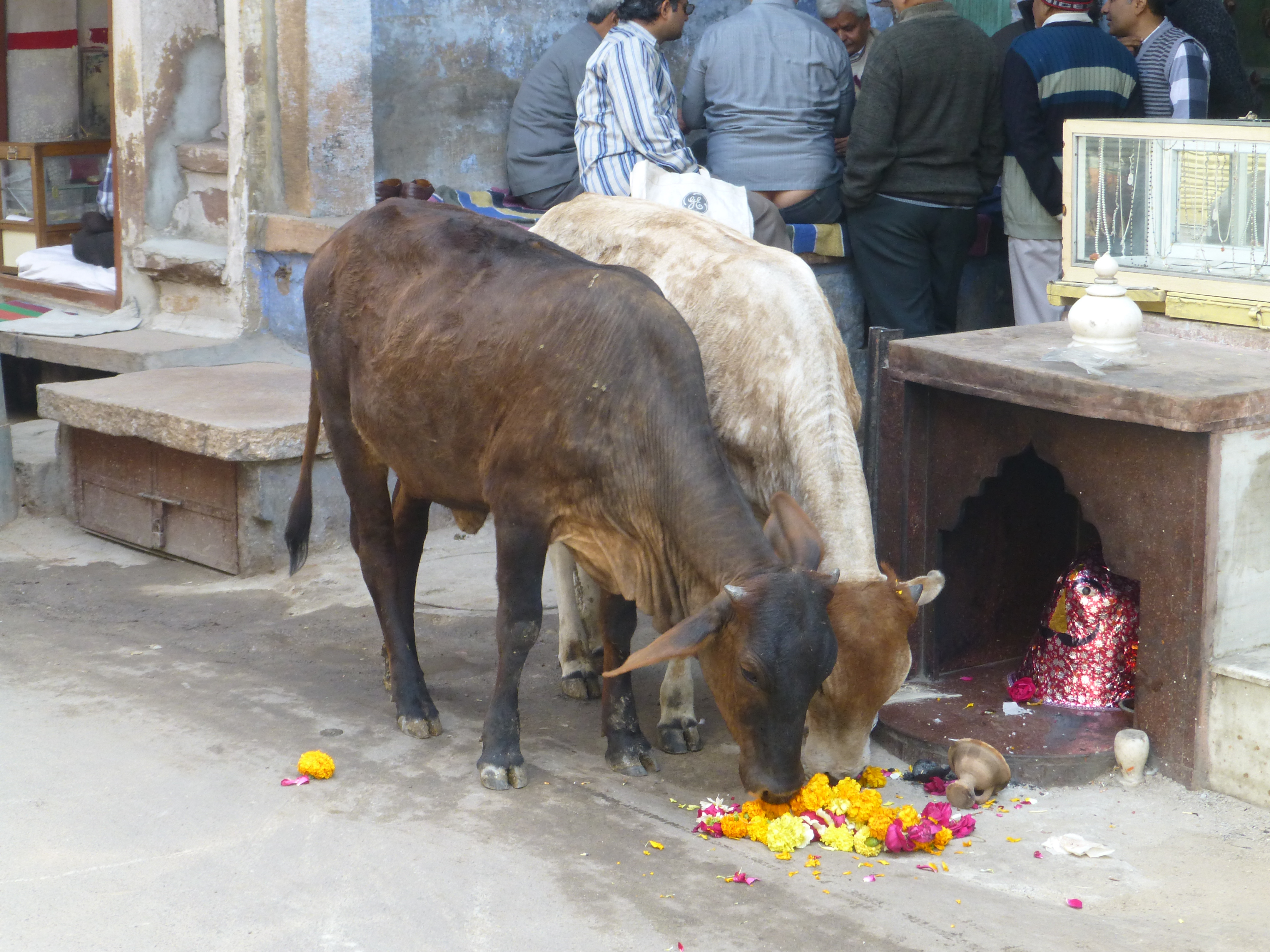 Jodhpur, the Blue City Jodhpur, the Blue City