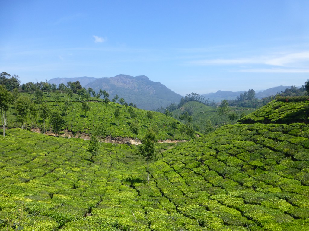 Teaplantations - Munnar, Kerala