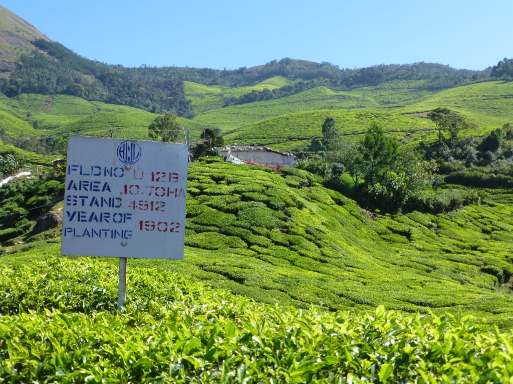 Teaplantation of Kerala - Munnar, Kerala