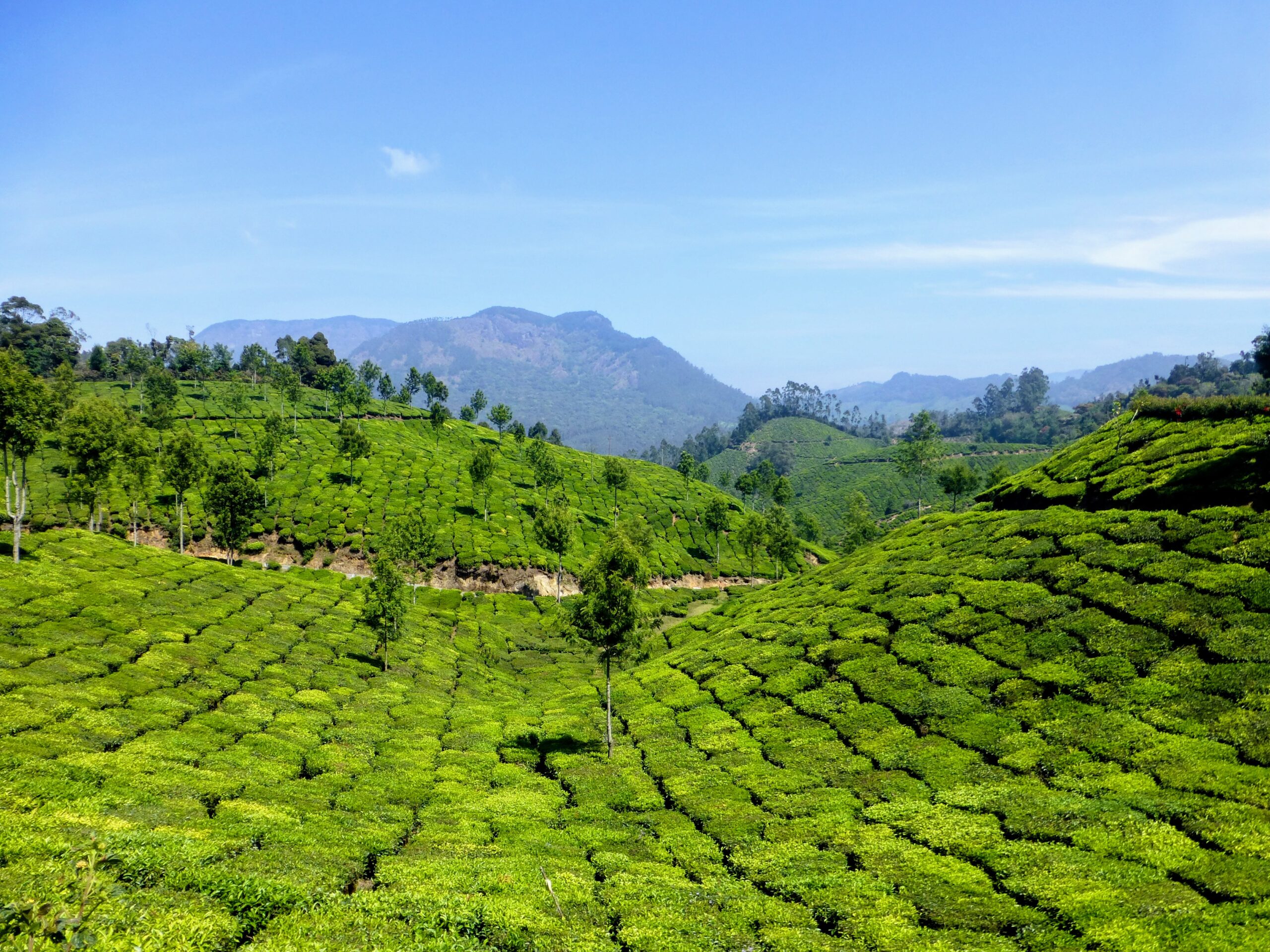 Teaplantations of Munnar, highest in the world