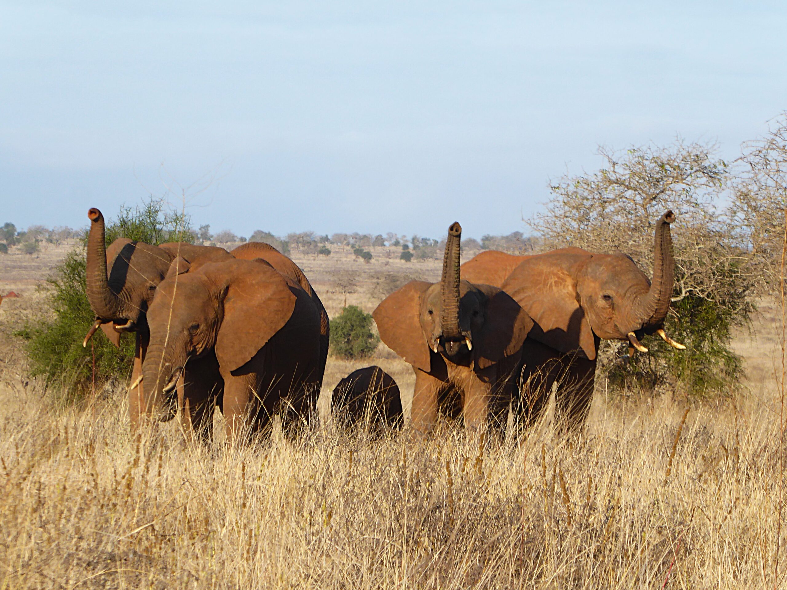 Wildlife tourism: why I stopped riding elephants