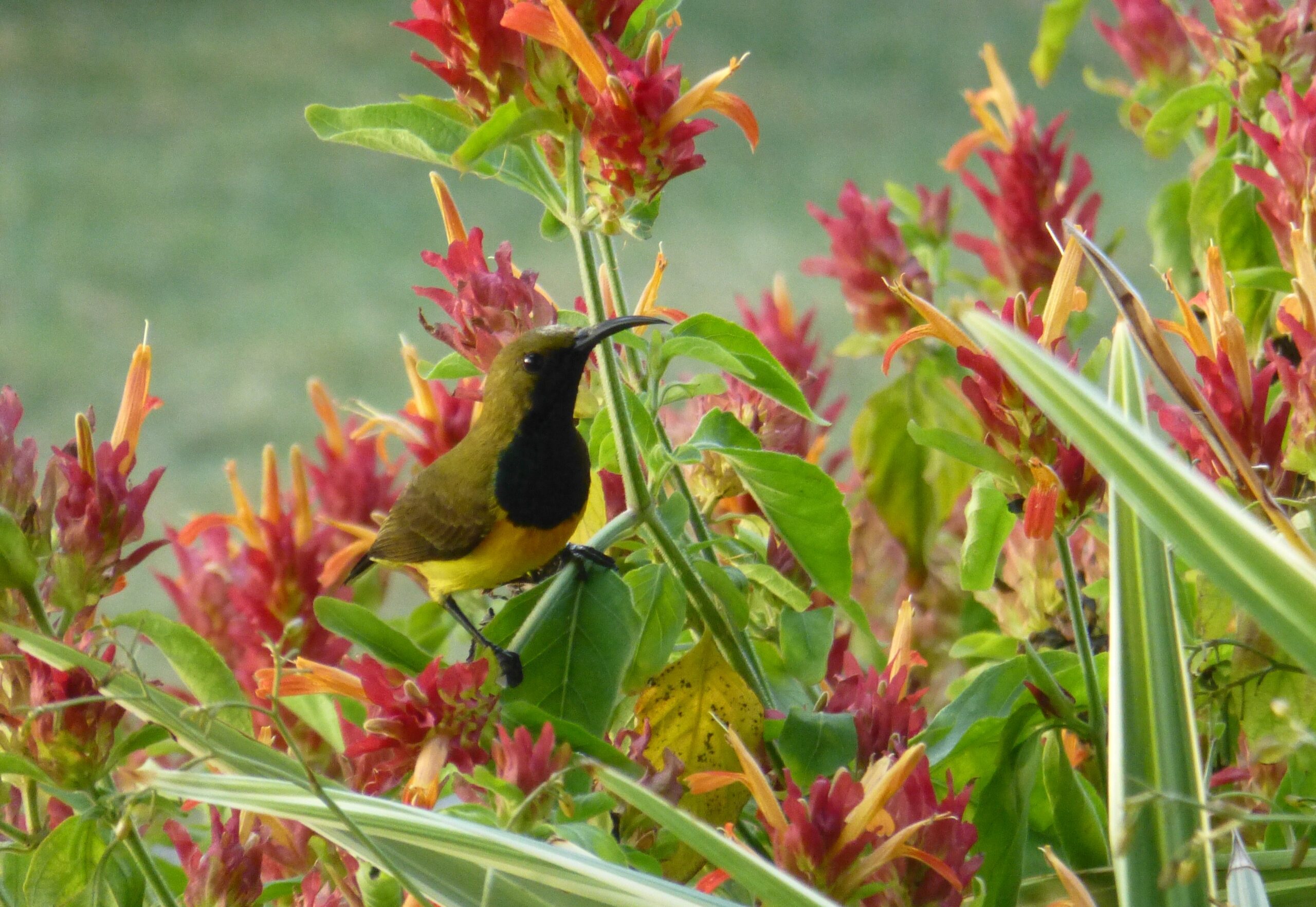 Hummigbird in hotel garden Moalboal, Cebu