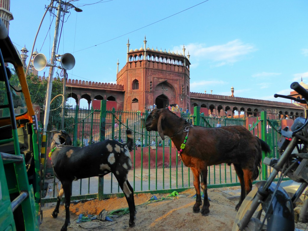Jama Masjid, Delhi - Travel Itinerary Rajasthan - India