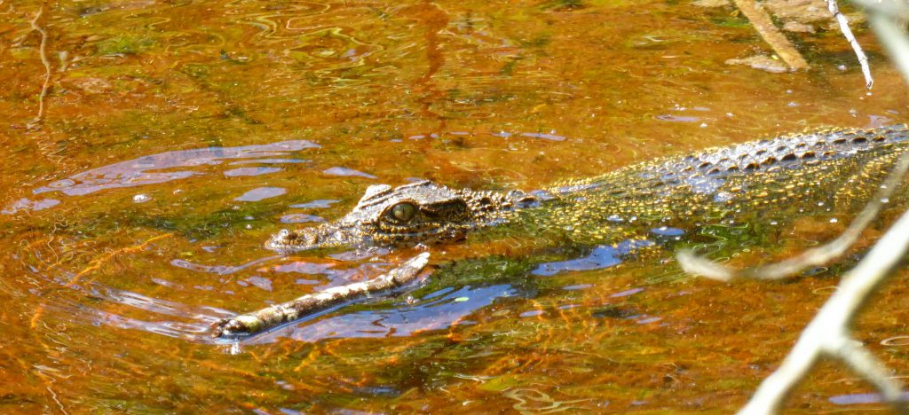 Wandelen in Parque Nacional Cienaga de Zapata