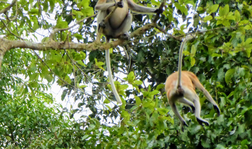 De bekende Proboscis aap - neusaap op Borneo