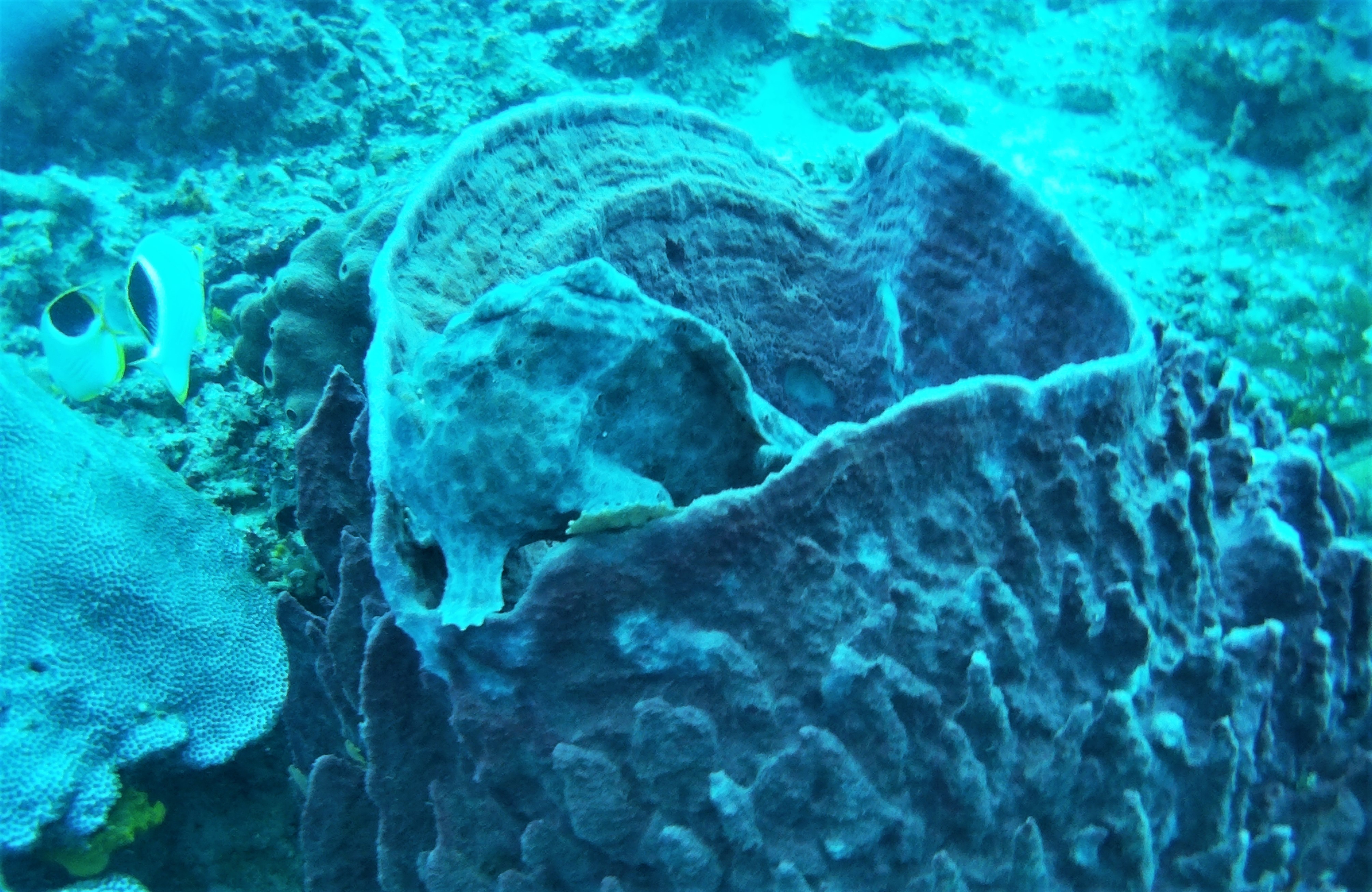 Diving at Sipadan #1 Spot to Dive in the World Diving at Sipadan #1 Spot to Dive in the World