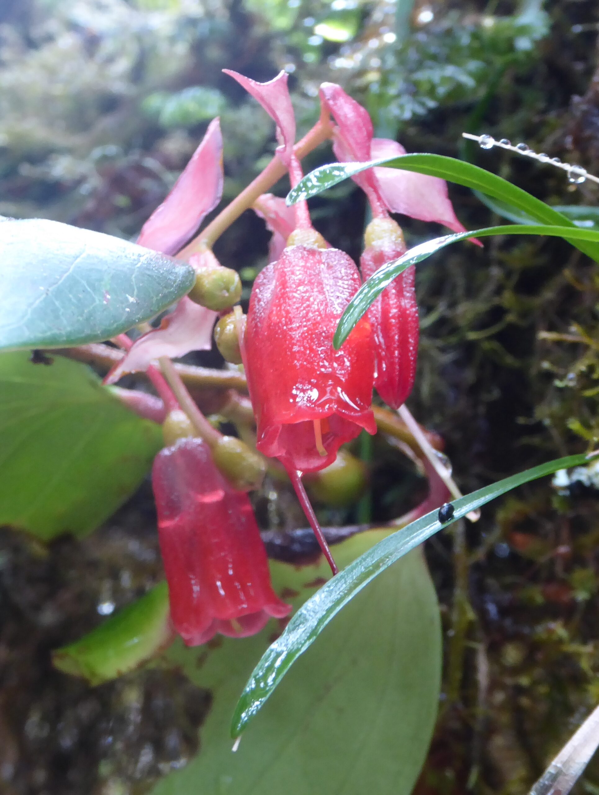 Colours in the Mossy forest on mt Pulag