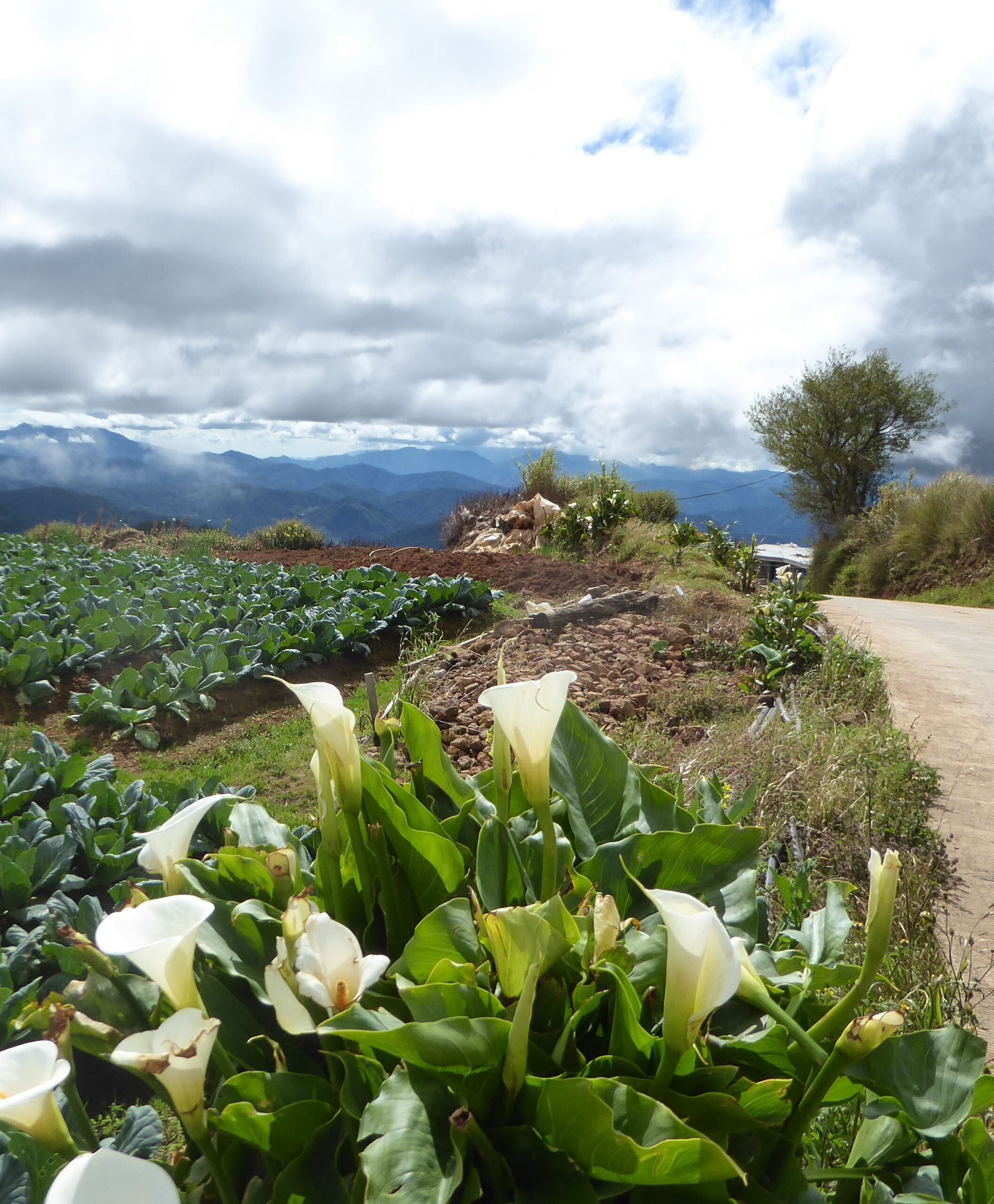 Mt Pulag Homestay Philppines Landscape