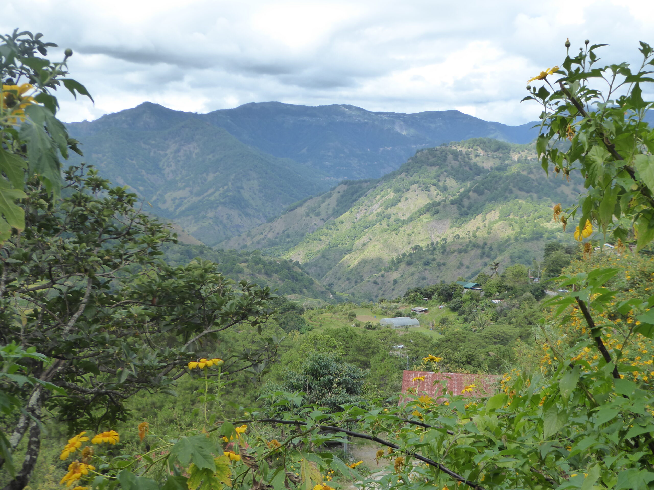 Trekking to the Summit of Mt. Pulag: A Complete Guide to the Philippines' Sea of Clouds