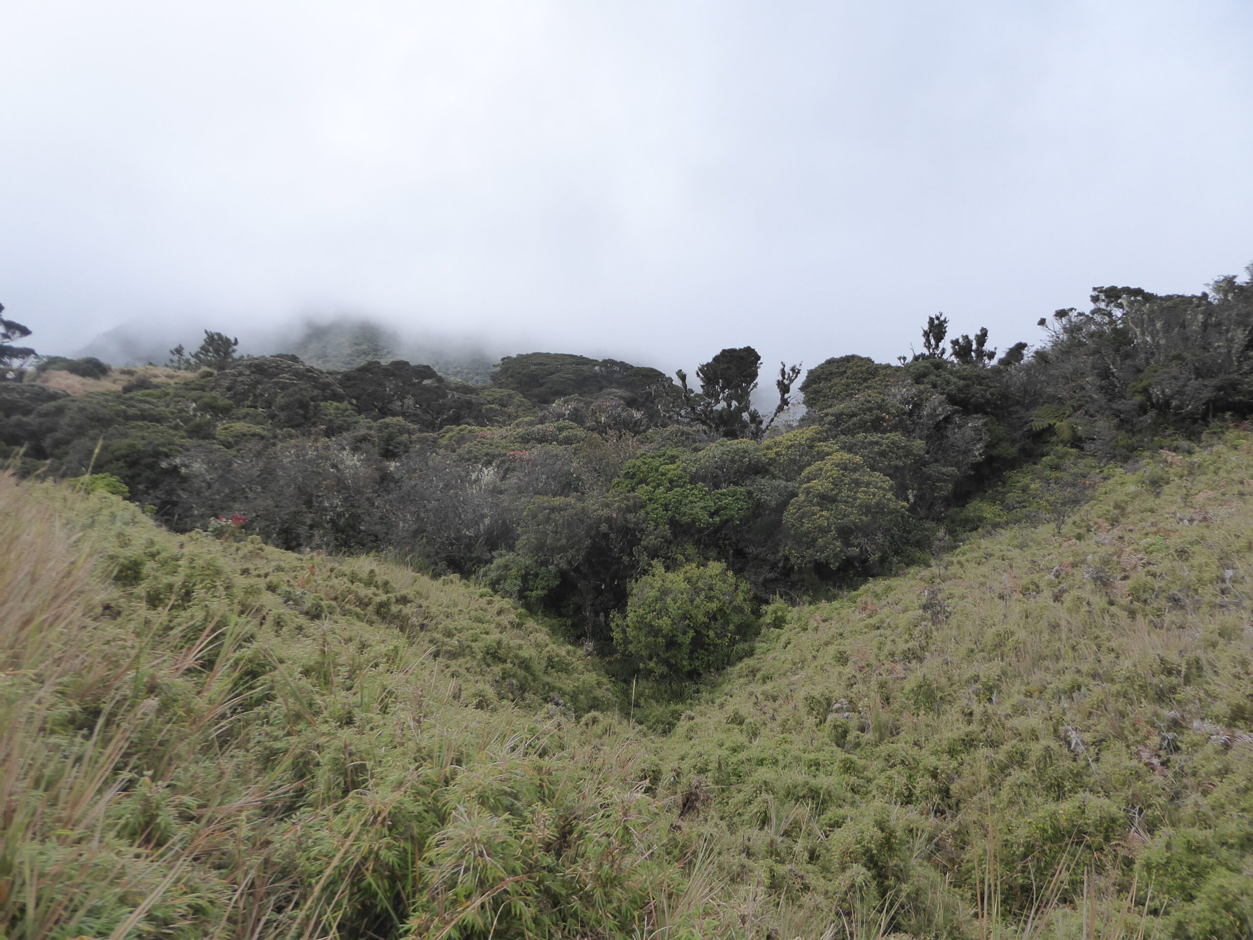 Mossy Forest on Mt Pulag - The Philippines