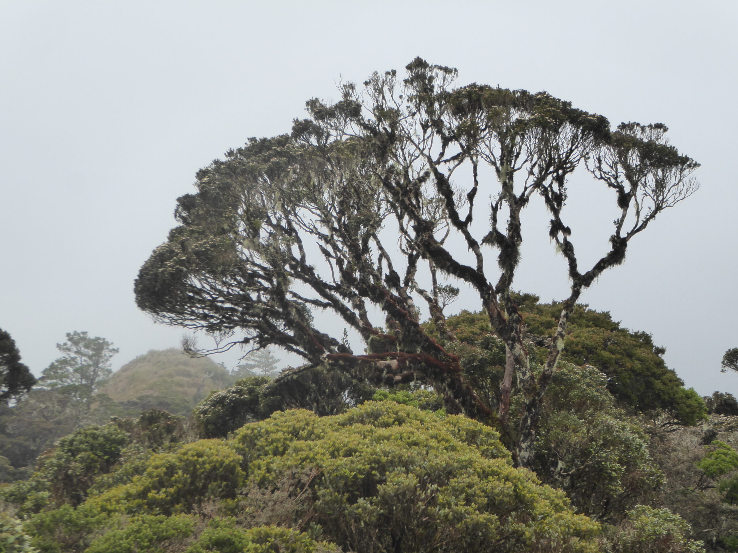 Mossy Forest on Mt Pulag - The Philippines