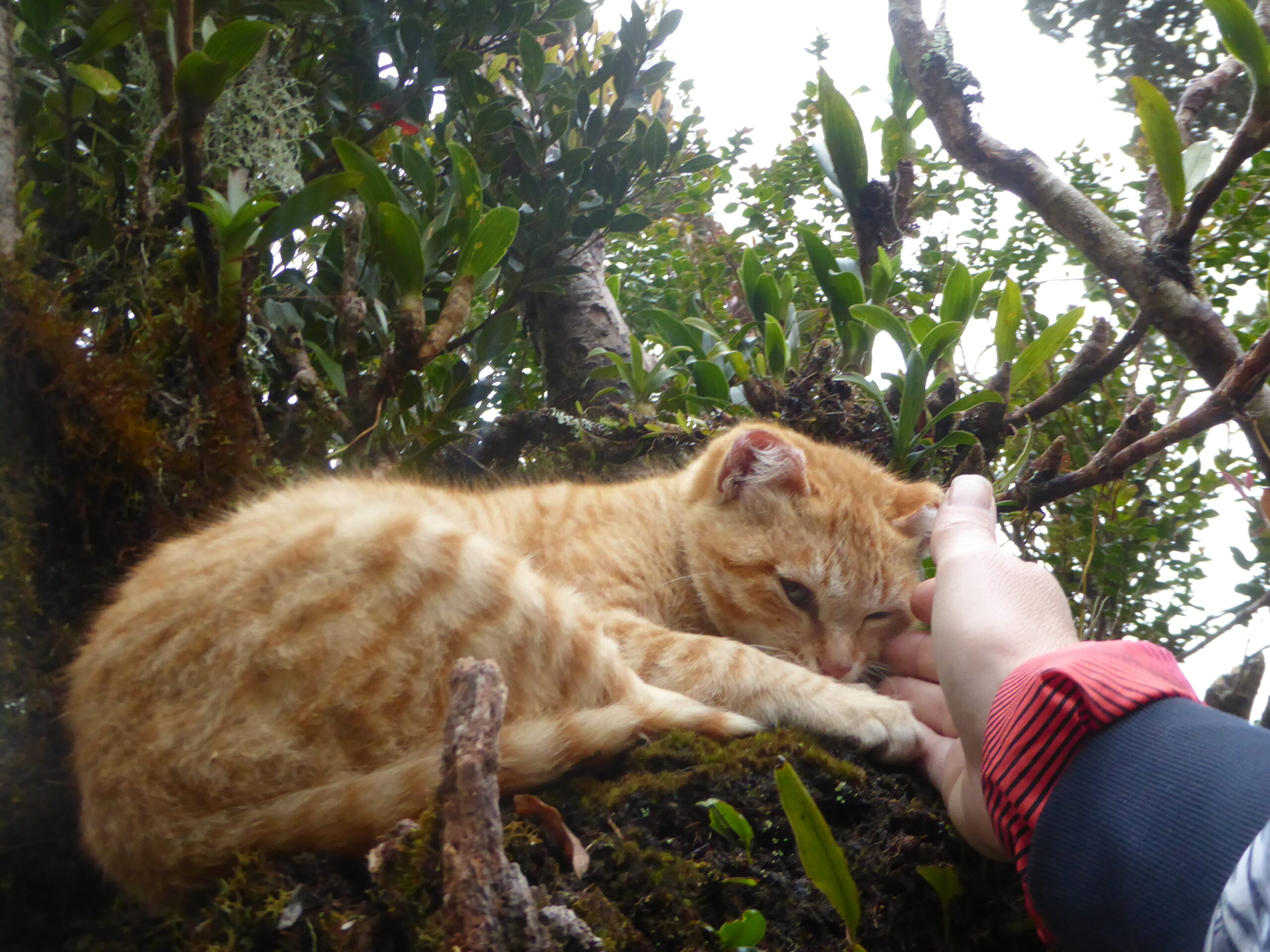 Sweet cat on Mt Pulag