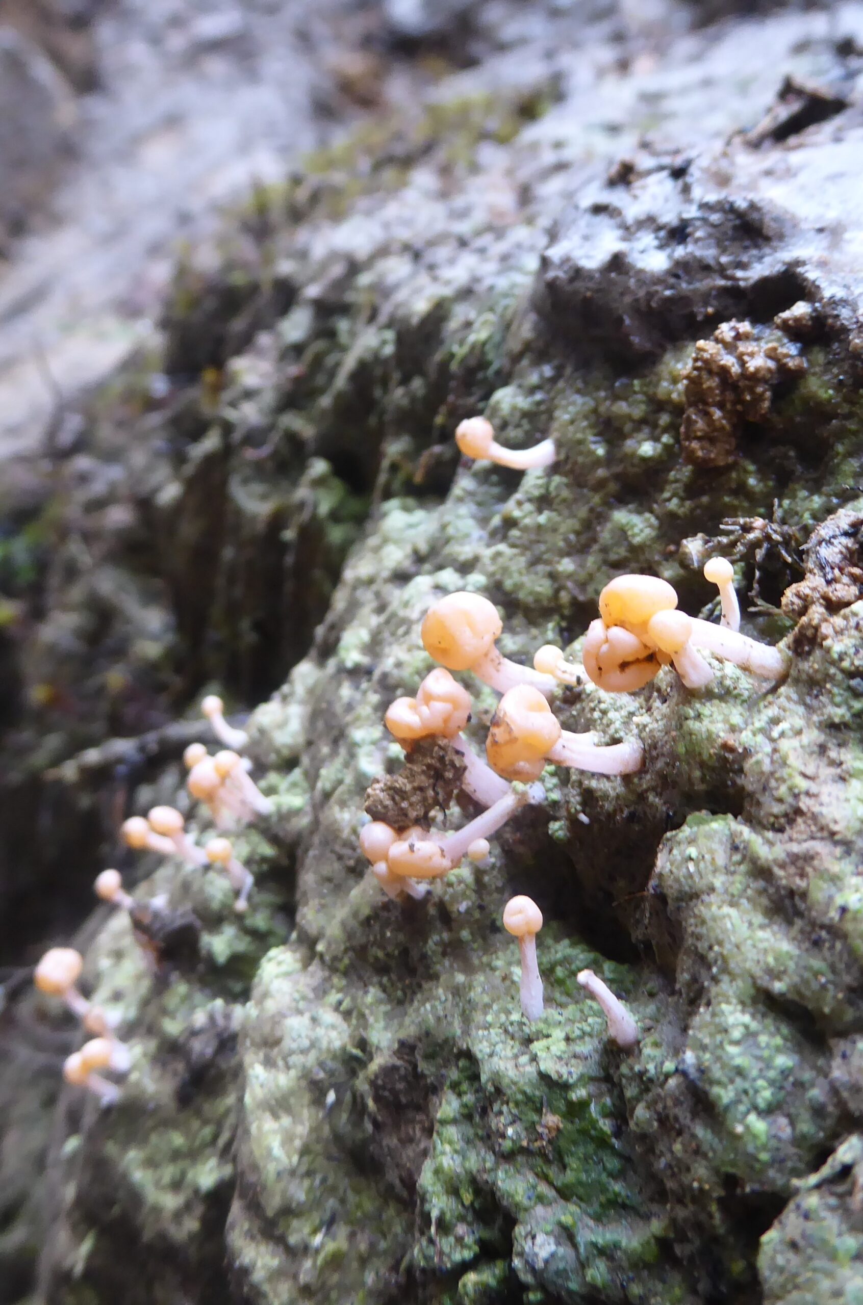 Colours in the Mossy forest on mt Pulag