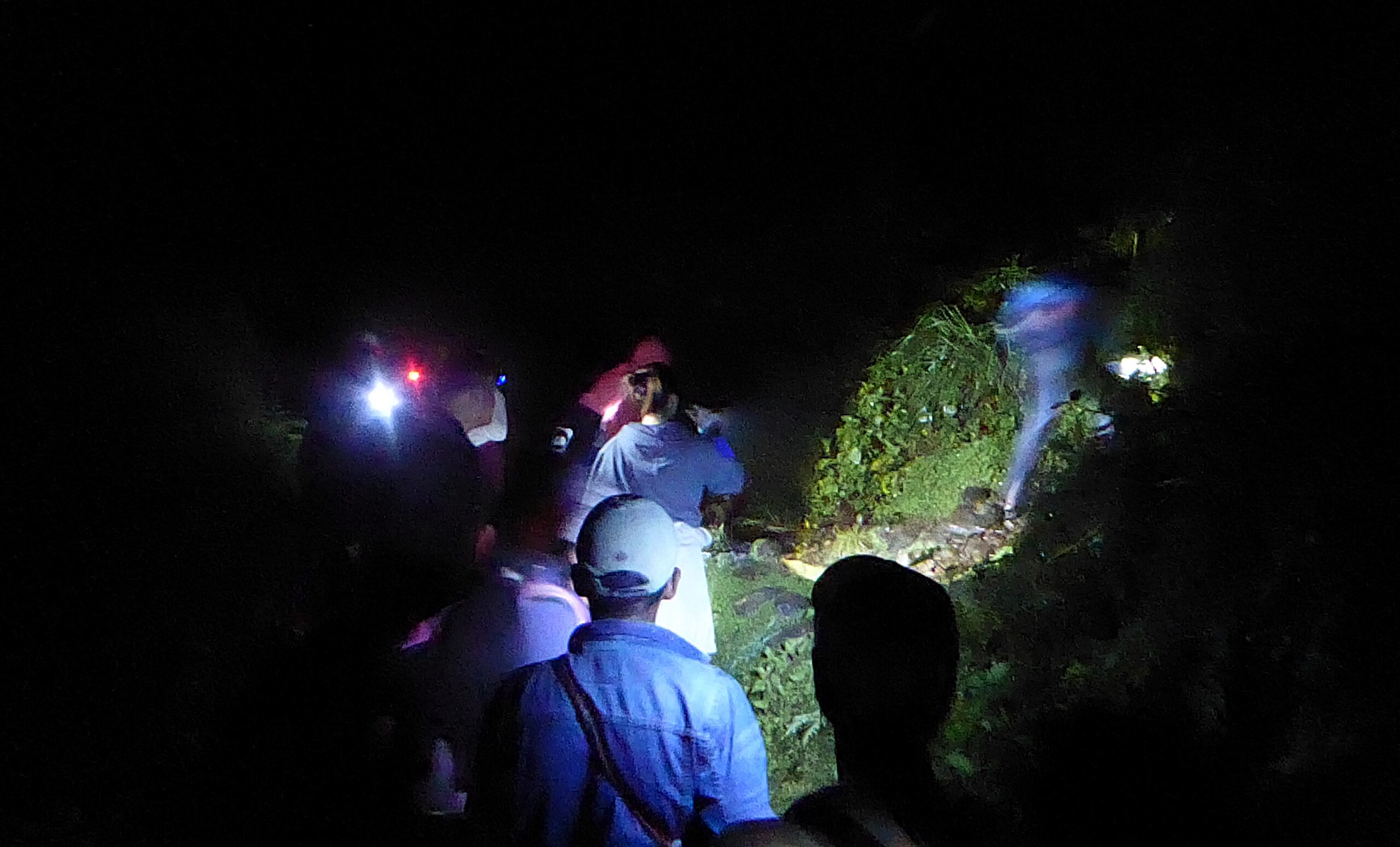 You won't see more in the night - mossy forest