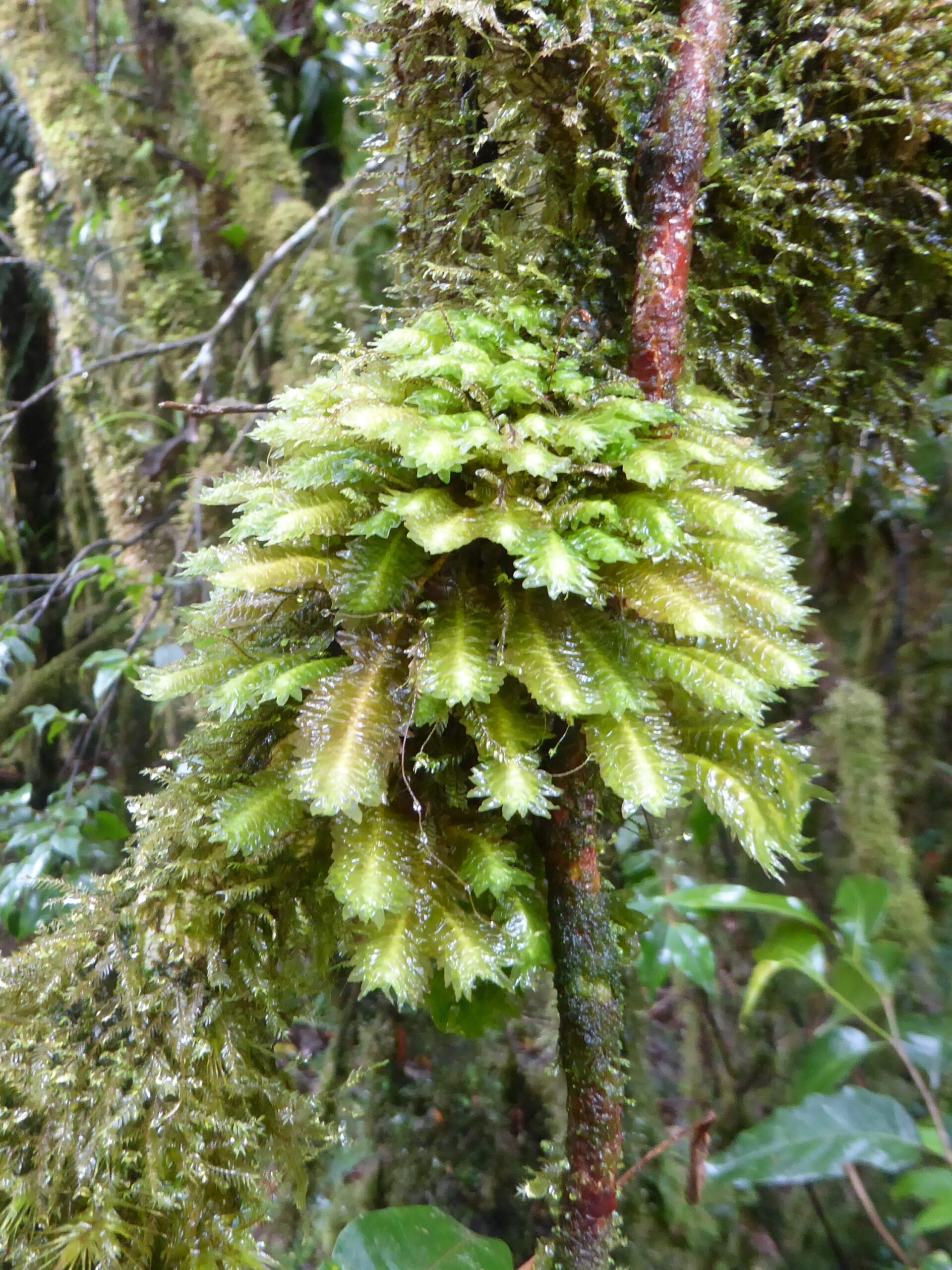 Colours in the Mossy forest on mt Pulag