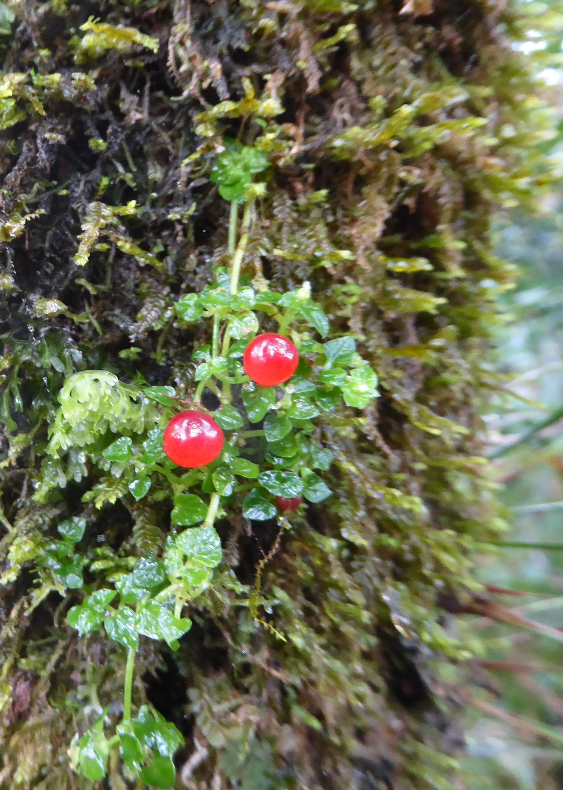 Colours in the Mossy forest on mt Pulag