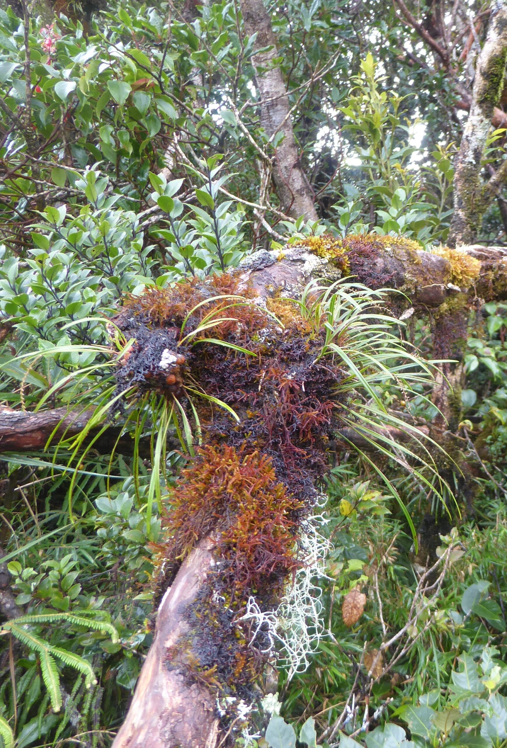 Colours in the Mossy forest on mt Pulag