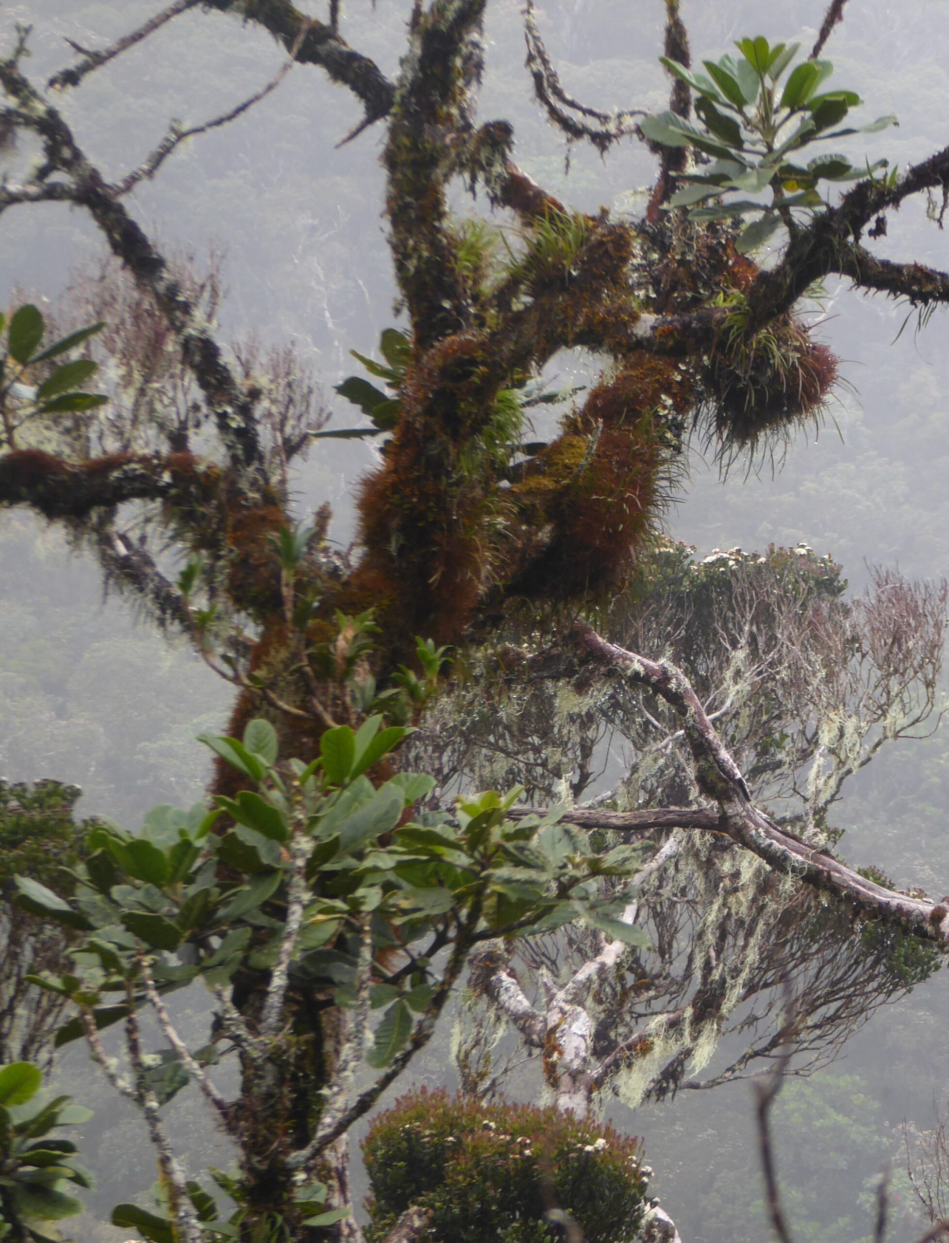 Colours in the Mossy forest on mt Pulag