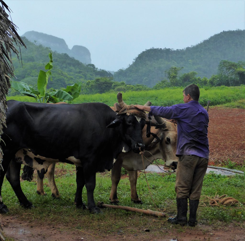 Hiking to the cigar farm in the Viñales Valley - Cuba