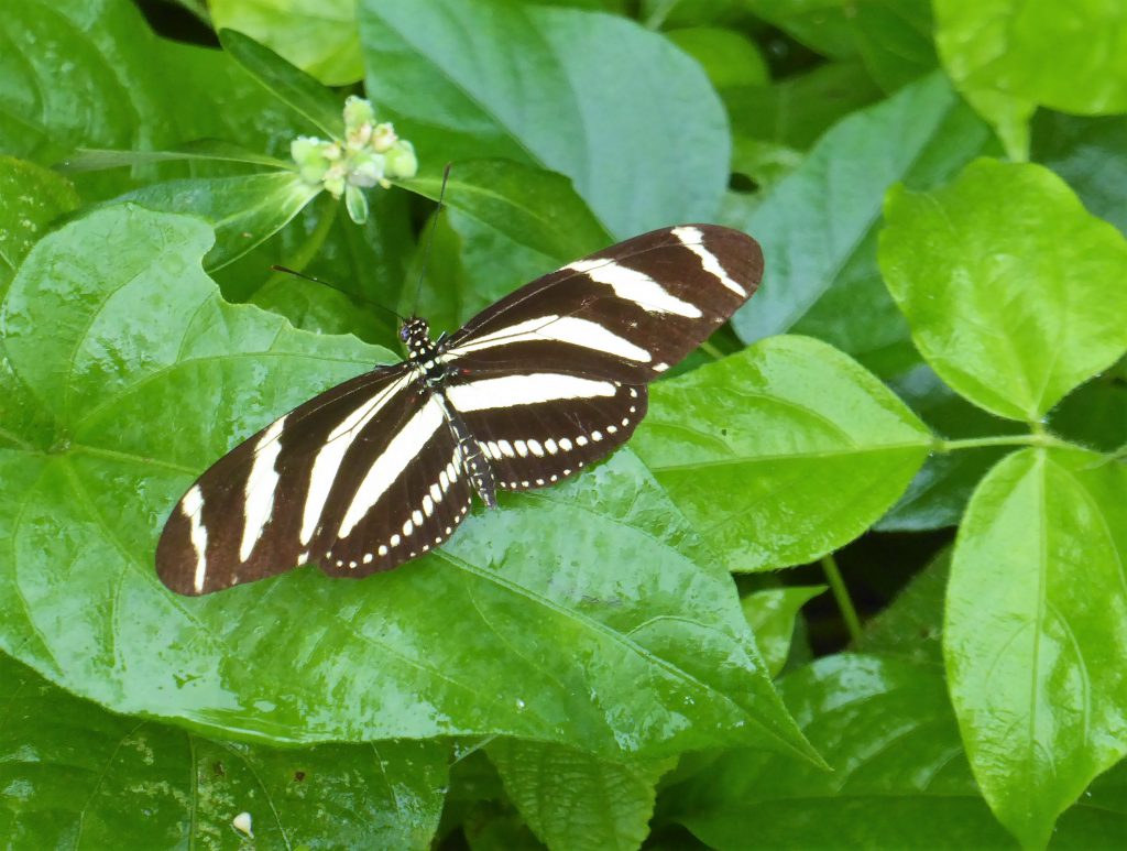 Nature in the Viñales Valley - Cuba