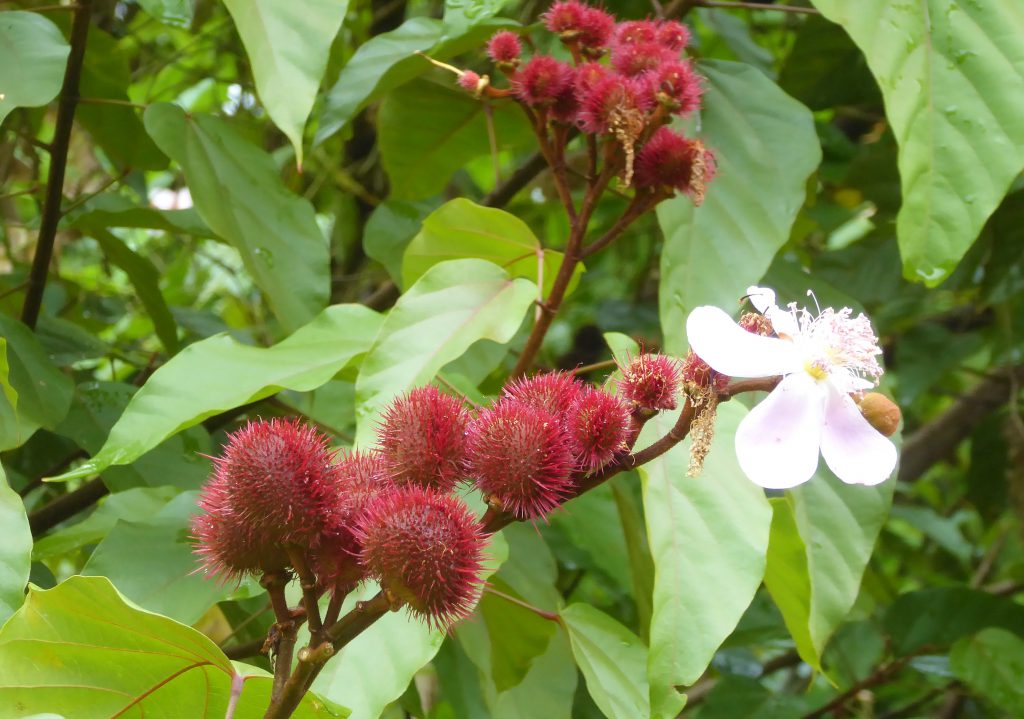 Nature in the Viñales Valley - Cuba