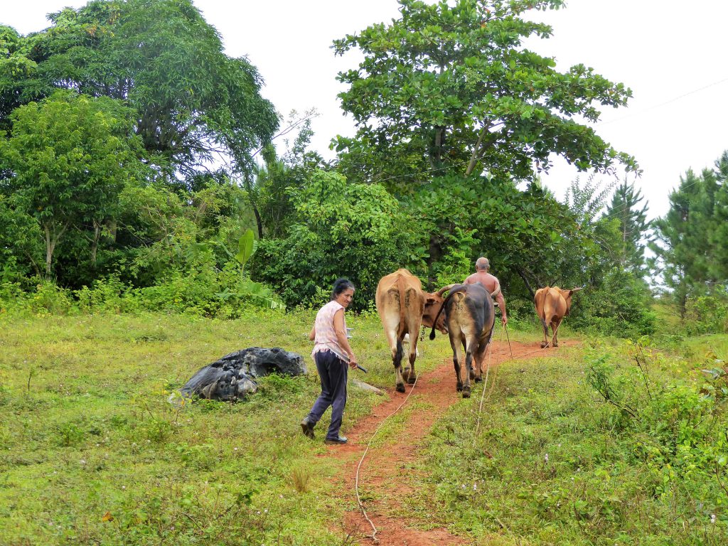 Locals in the Viñales Valley - Cuba