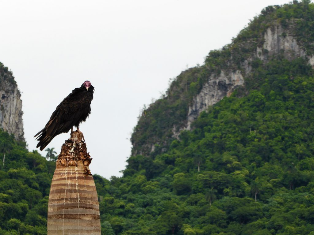 Nature in the Viñales Valley - Cuba