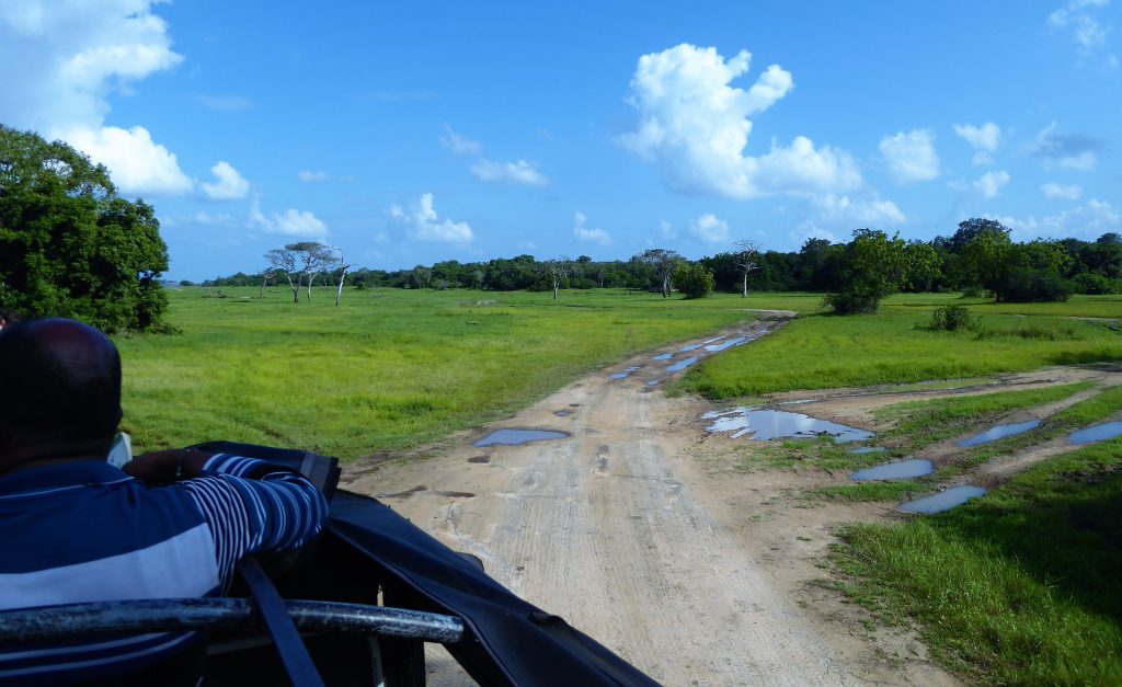 Elephant Safari Kaudulla NP -Sri Lanka