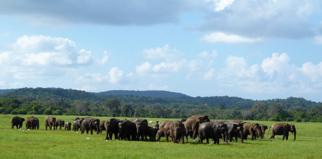 Elephant Safari Kaudulla NP -Sri Lanka